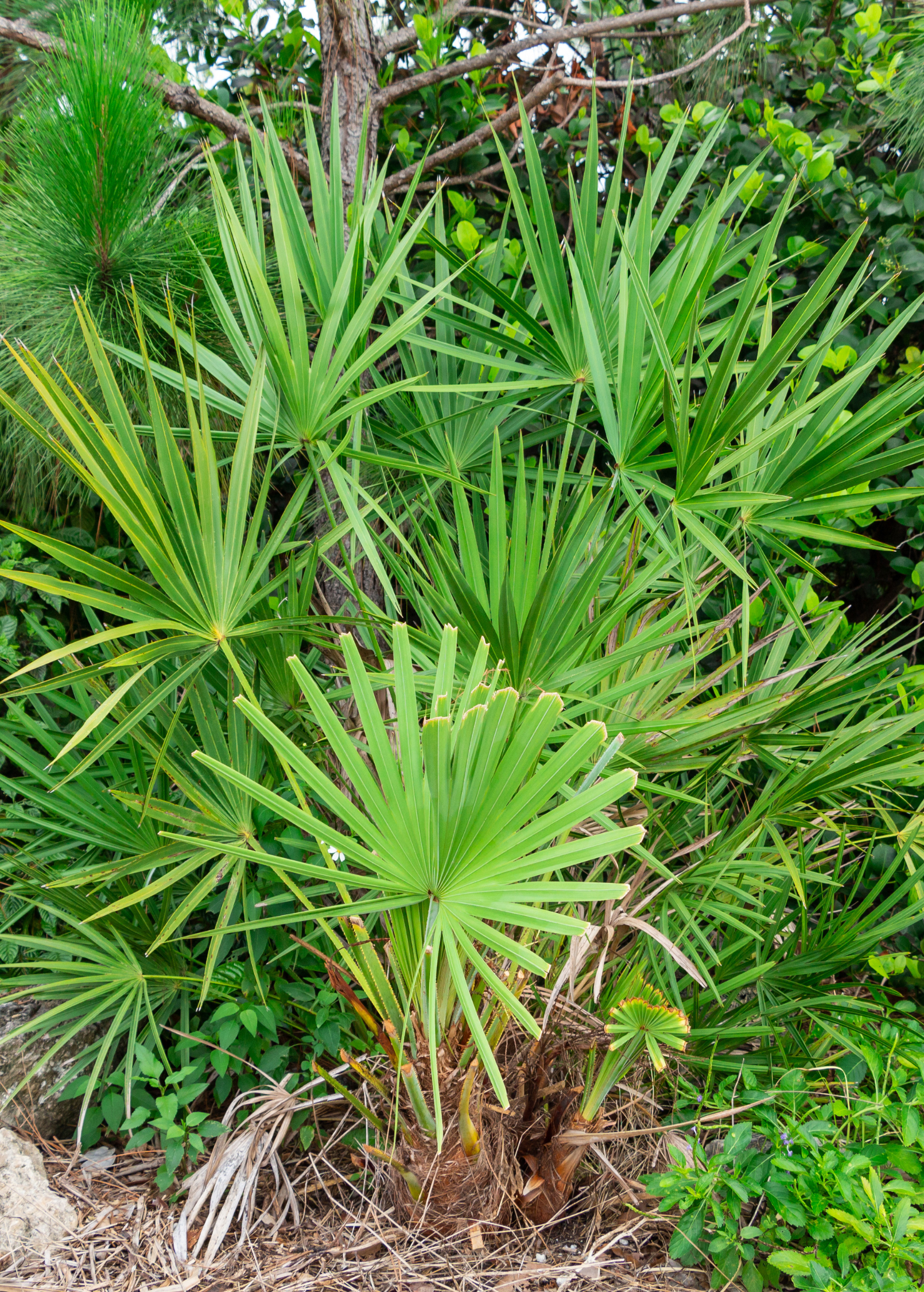 Saw Palmetto Serenoa repens tropical fruit tree in coconut coir pot, healthy green fronds, by Sow Exotic.