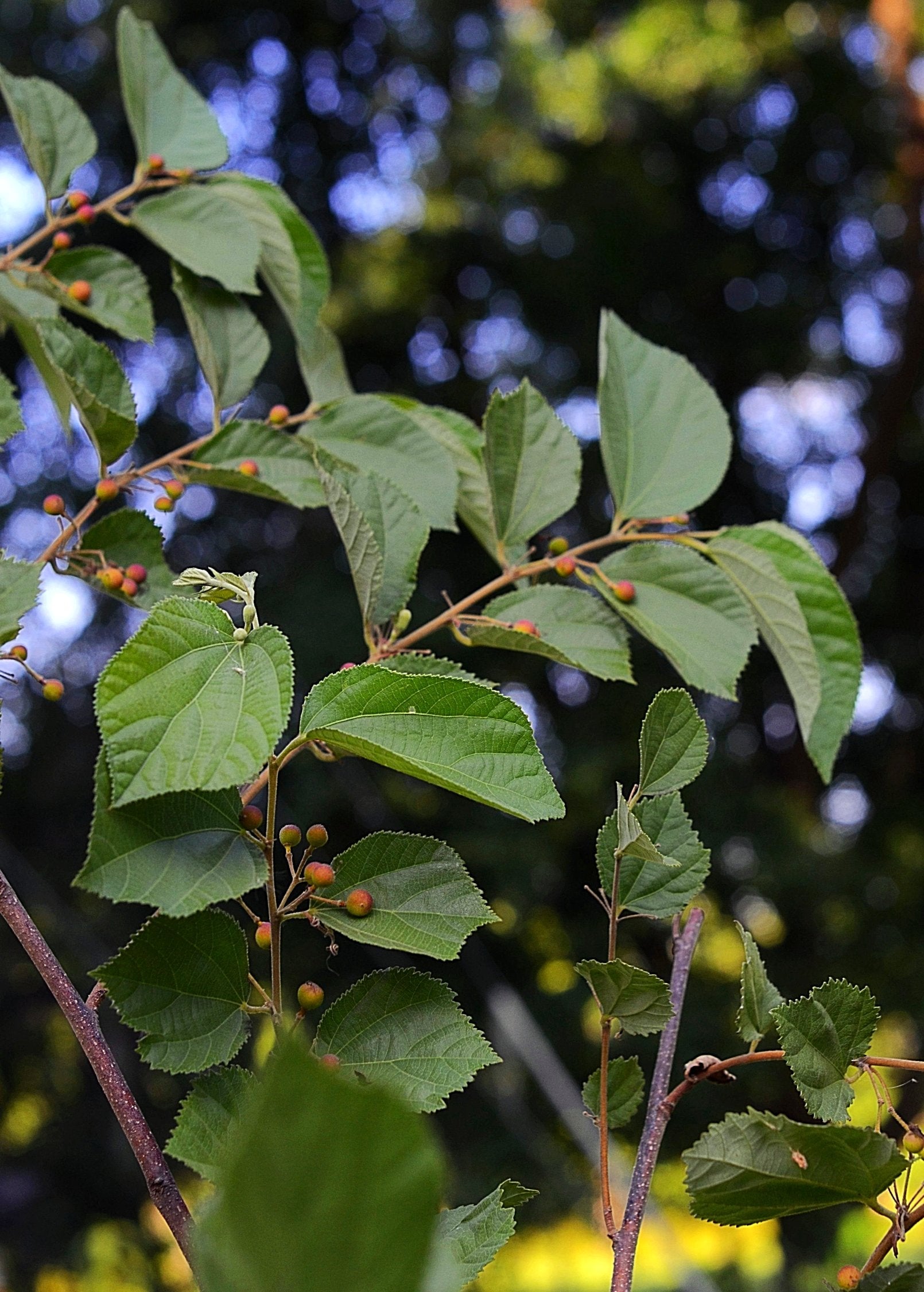 Sherbert Berry Grewia asiatica tropical fruit tree in a coconut coir pot by Sow Exotic, showcasing lush green foliage.