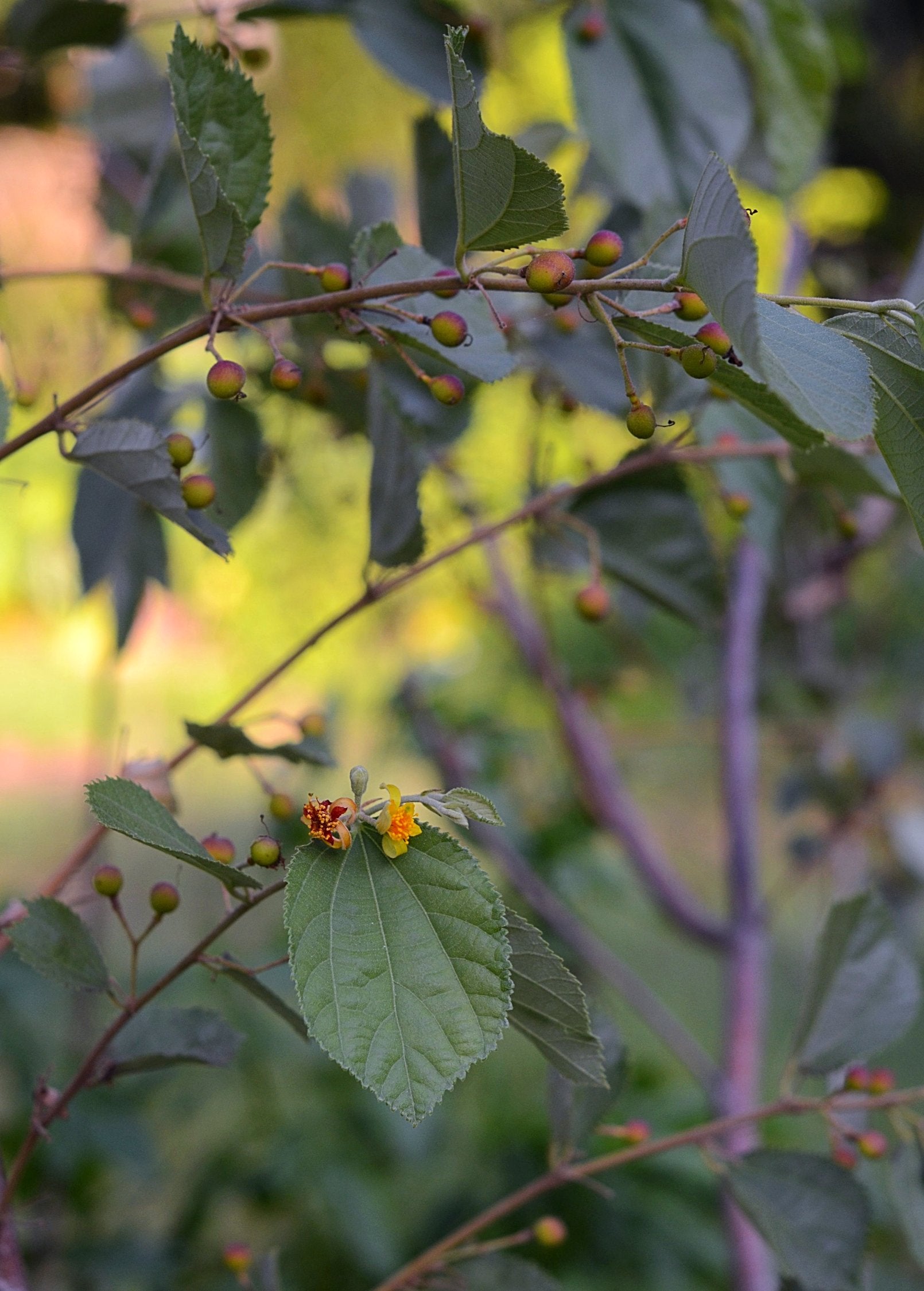 Sherbert Berry tropical fruit tree in coconut coir pot, grown by Sow Exotic, showcasing lush green foliage and healthy growth.