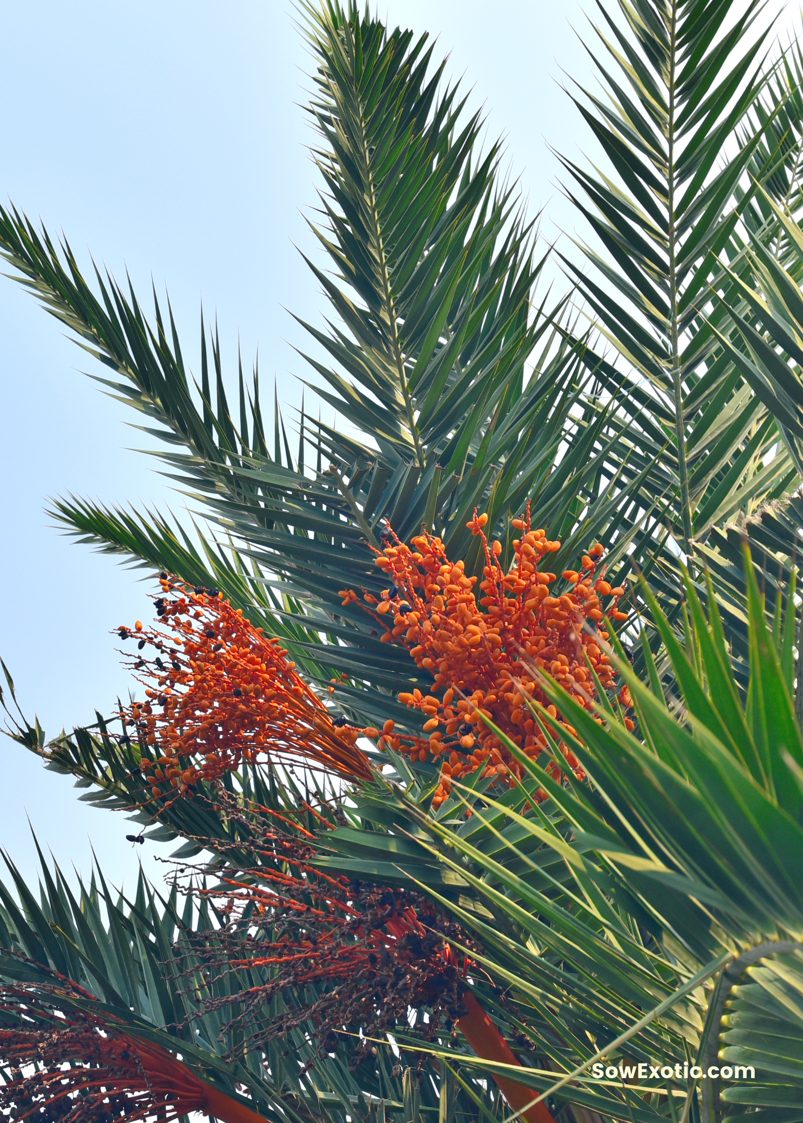 Cliff Date Seedling tropical fruit tree in coconut coir pot, showcasing young Phoenix reclinata with lush green fronds.