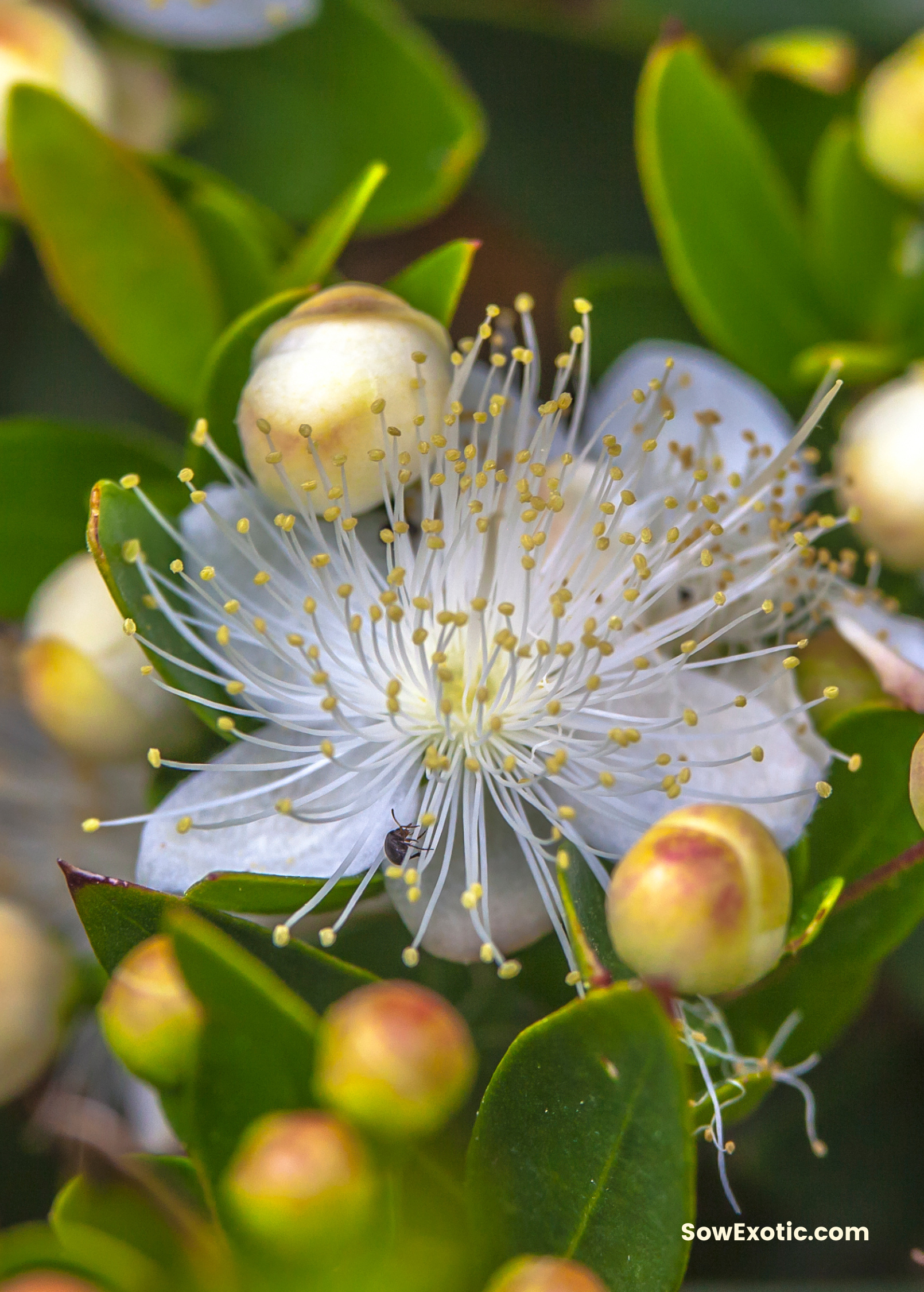 Greek Myrtle (Myrtus communis) tropical fruit tree in coconut coir pot, healthy green foliage, cultivated by Sow Exotic.