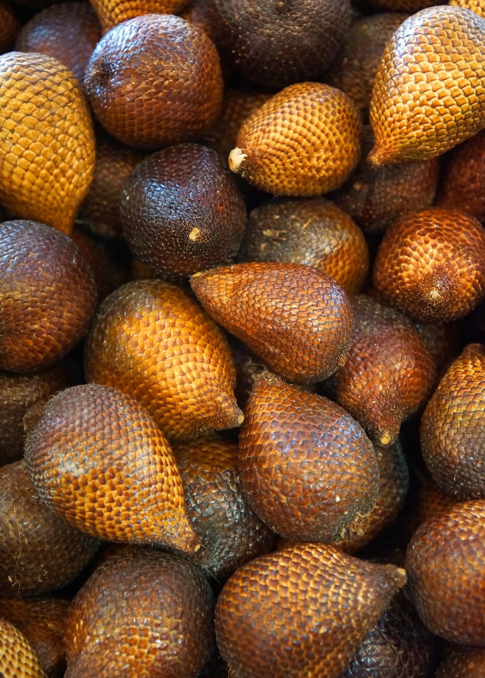 Tropical Snake Fruit Tree (Salacca zalacca) in a coconut coir pot by Sow Exotic, ready for planting or display