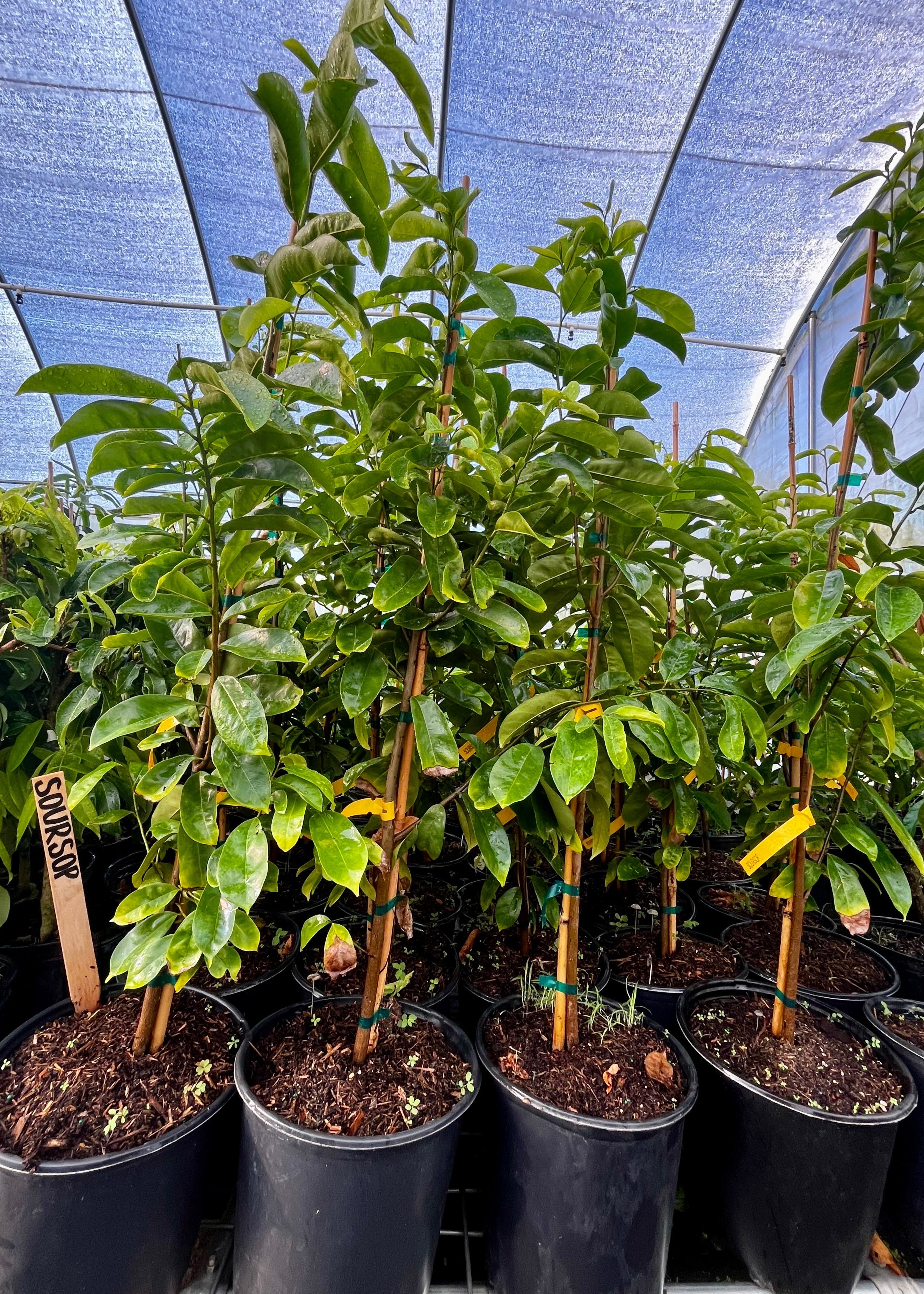 Soursop tropical fruit tree in a coconut coir pot by Sow Exotic, showcasing green leaves and young growth.