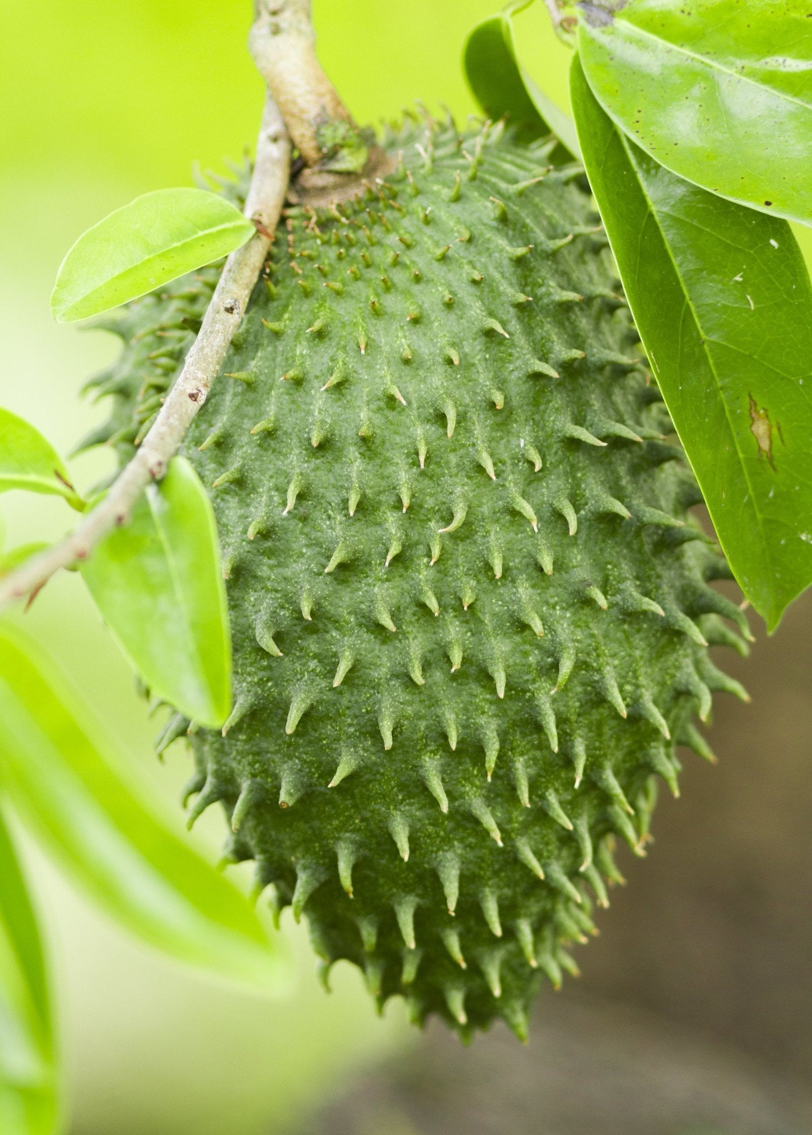Soursop tropical fruit tree in coconut coir pot by Sow Exotic, showcasing lush green leaves and healthy growth.