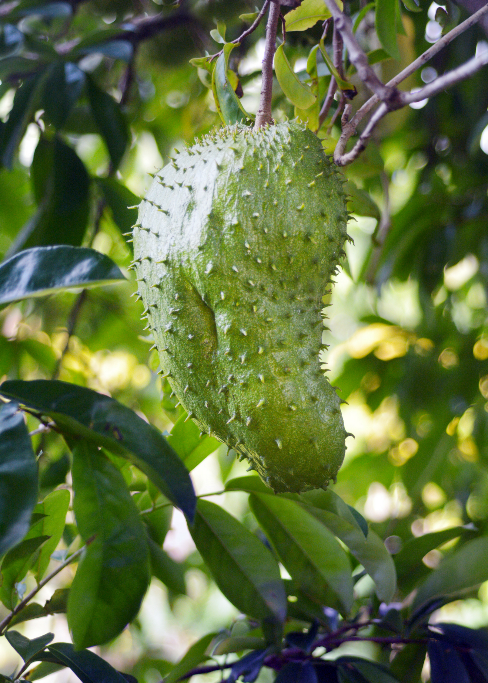 Soursop tropical fruit tree in coconut coir pot by Sow Exotic, showcasing green leaves and healthy growth.