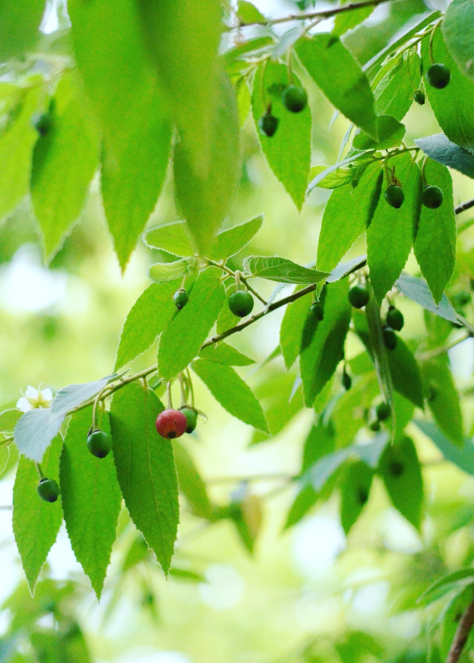 Red Strawberry Tree (Muntingia calabura) in coconut coir pot, tropical fruit tree by Sow Exotic with lush green foliage and vibrant red berries.