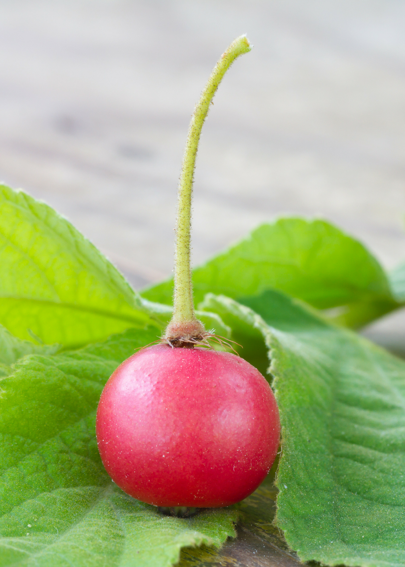 Red Strawberry Tree (Muntingia calabura) in coconut coir pot, tropical fruit tree, healthy green foliage, and vibrant red fruit.