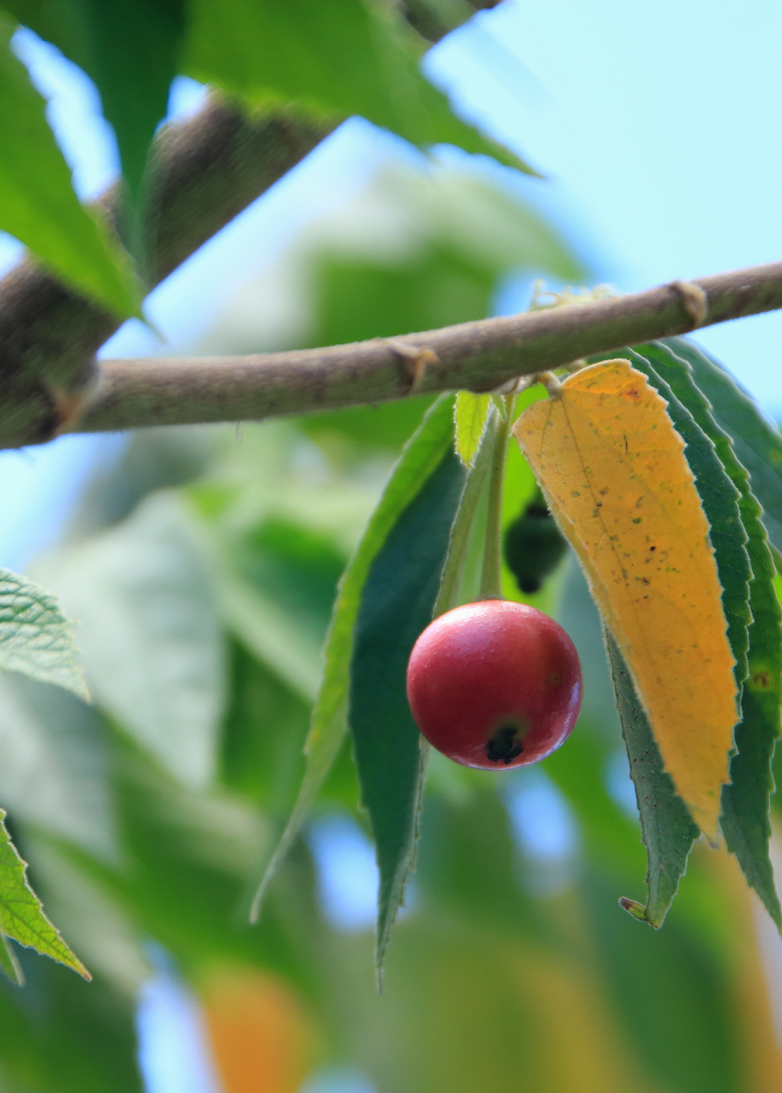 Red Strawberry Tree (Muntingia calabura) in coconut coir pot, tropical fruit tree by Sow Exotic with lush green foliage.