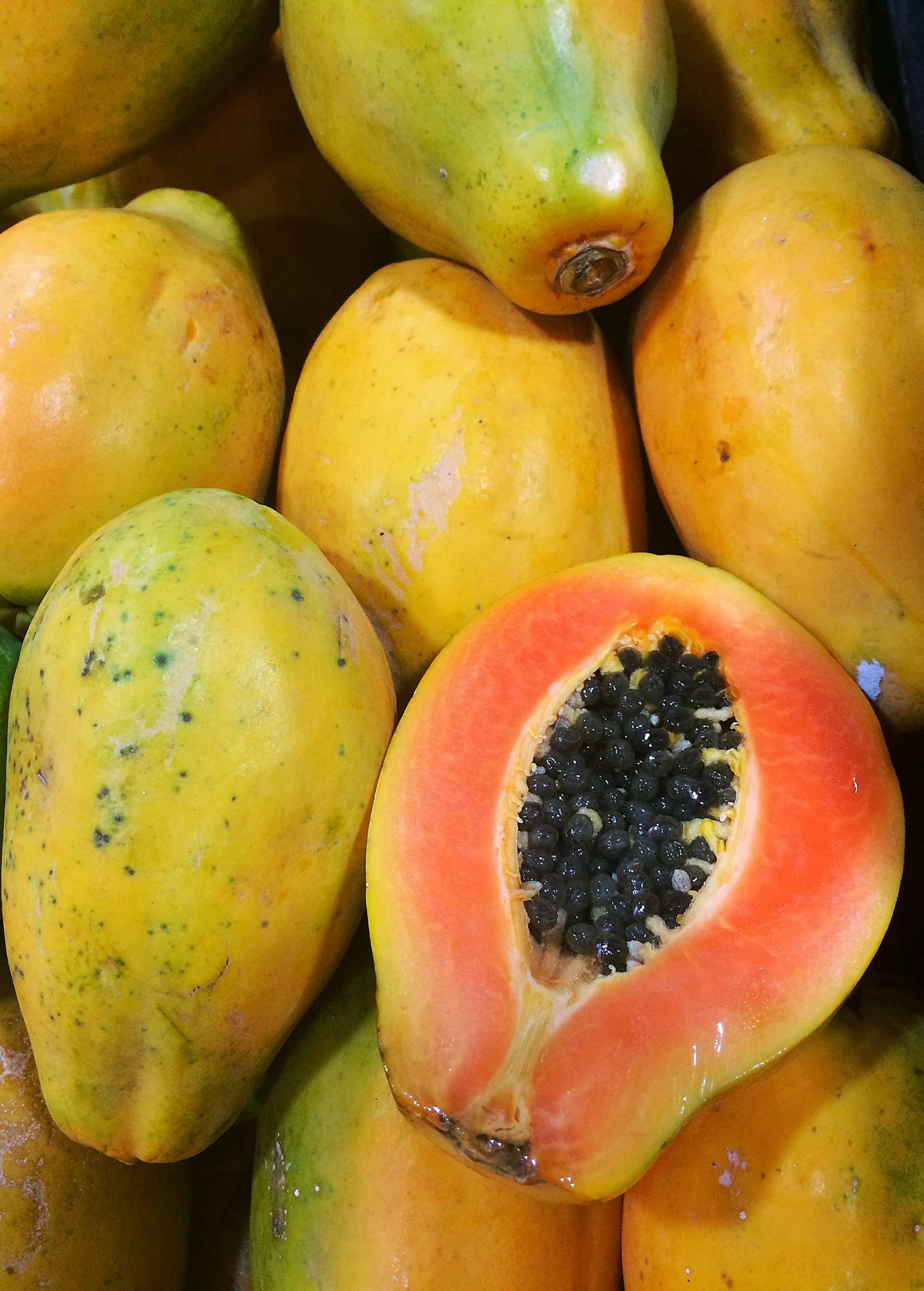 Sunset Solo Papaya tropical fruit tree in coconut coir pot, grown by Sow Exotic, with lush green foliage and healthy growth.