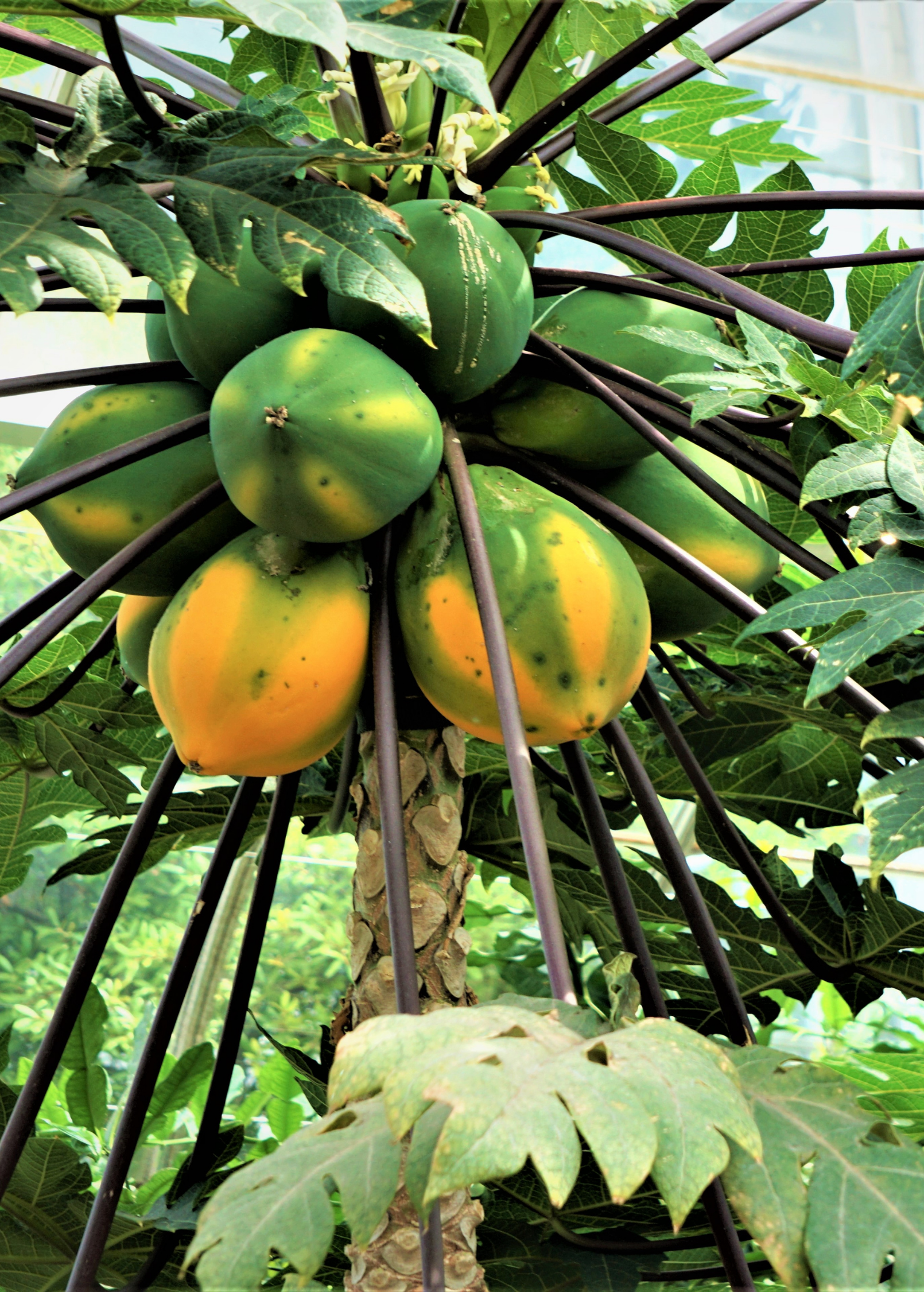 Tropical Sunset Solo Papaya tree in coconut coir pot, grown by Sow Exotic, with lush green leaves and developing fruit.
