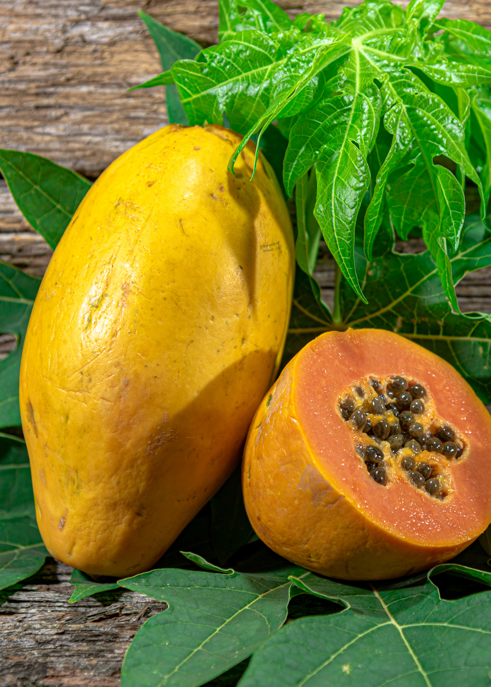 Sunset Solo Papaya tropical fruit tree in a coconut coir pot, showcasing lush green leaves and healthy growth.