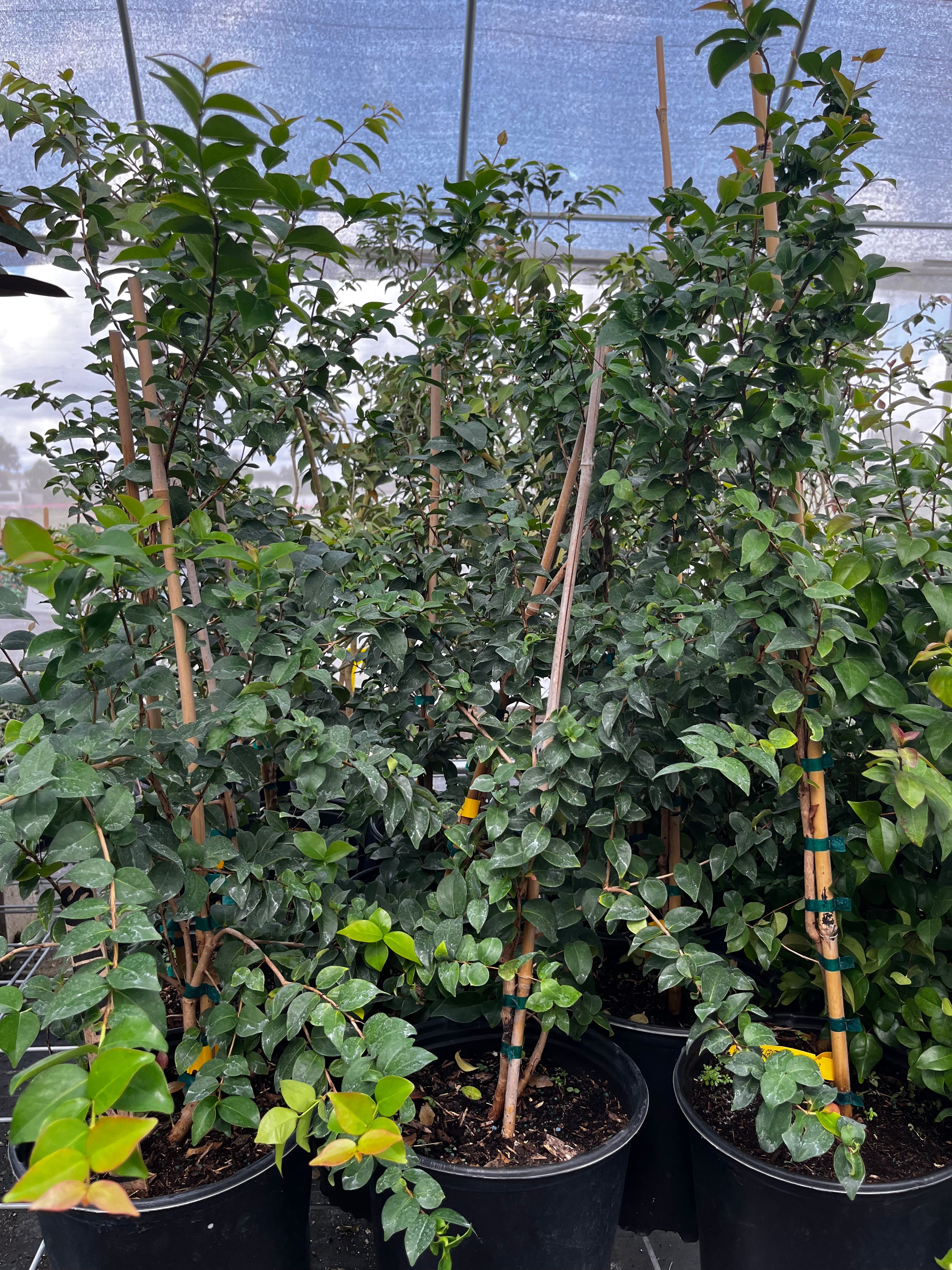 Surinam Cherry tropical fruit tree in coconut coir pot by Sow Exotic, with lush green foliage and small red cherries.
