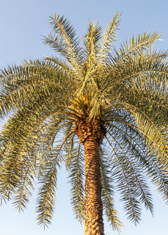 Sylvester Palm (Phoenix sylvestris) tropical fruit tree in coconut coir pot, healthy green fronds, ornamental plant for outdoor or indoor.