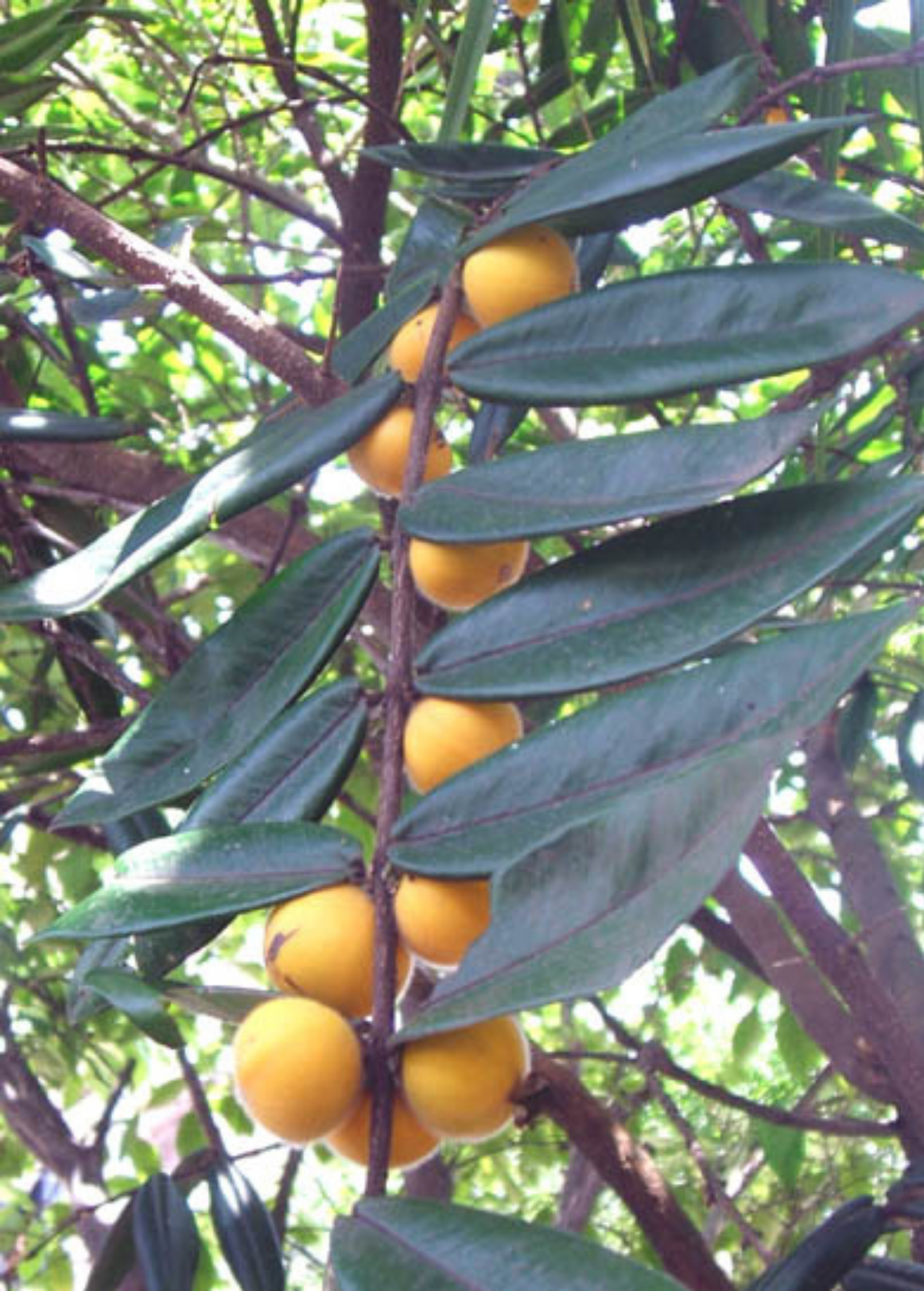 Yellow Jaboticaba tropical fruit tree in a coconut coir pot by Sow Exotic, showcasing vibrant yellow fruit and lush green foliage.