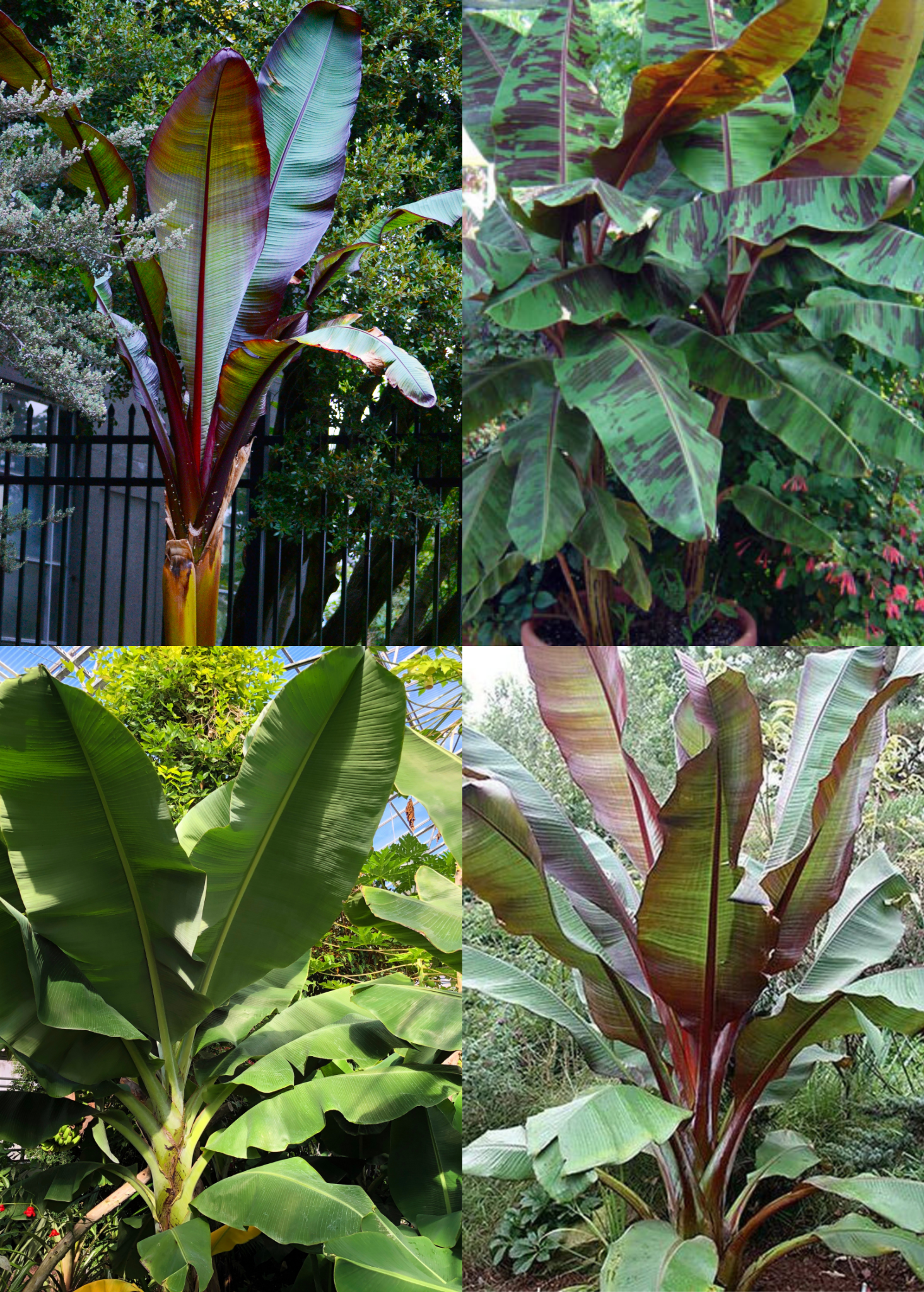 Sow Exotic banana bundle featuring Siam Ruby, Blood Banana, Dwarf Cavendish, and Red Abyssinian tropical fruit trees in coconut coir pots.