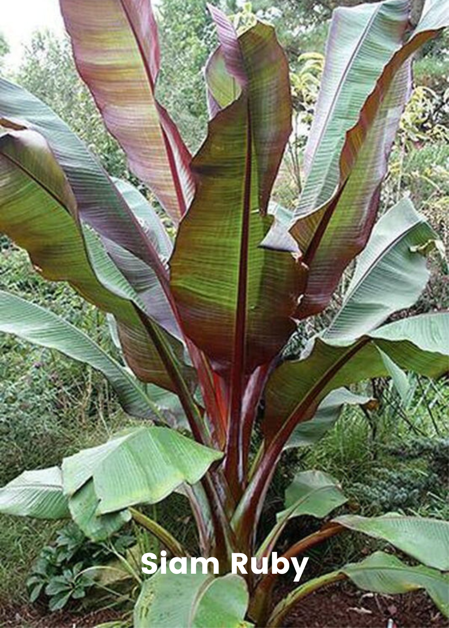 Tropical fruit tree bundle featuring Siam Ruby, Blood Banana, Dwarf Cavendish, and Red Abyssinian banana plants in coconut coir pots.