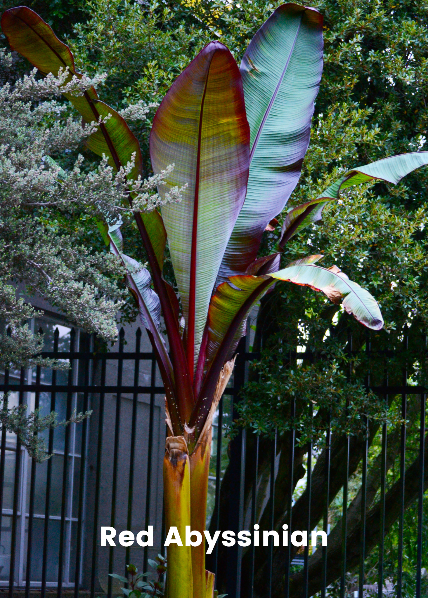 Tropical fruit tree bundle featuring Siam Ruby, Blood Banana, Dwarf Cavendish, and Red Abyssinian banana plants in coconut coir pots.