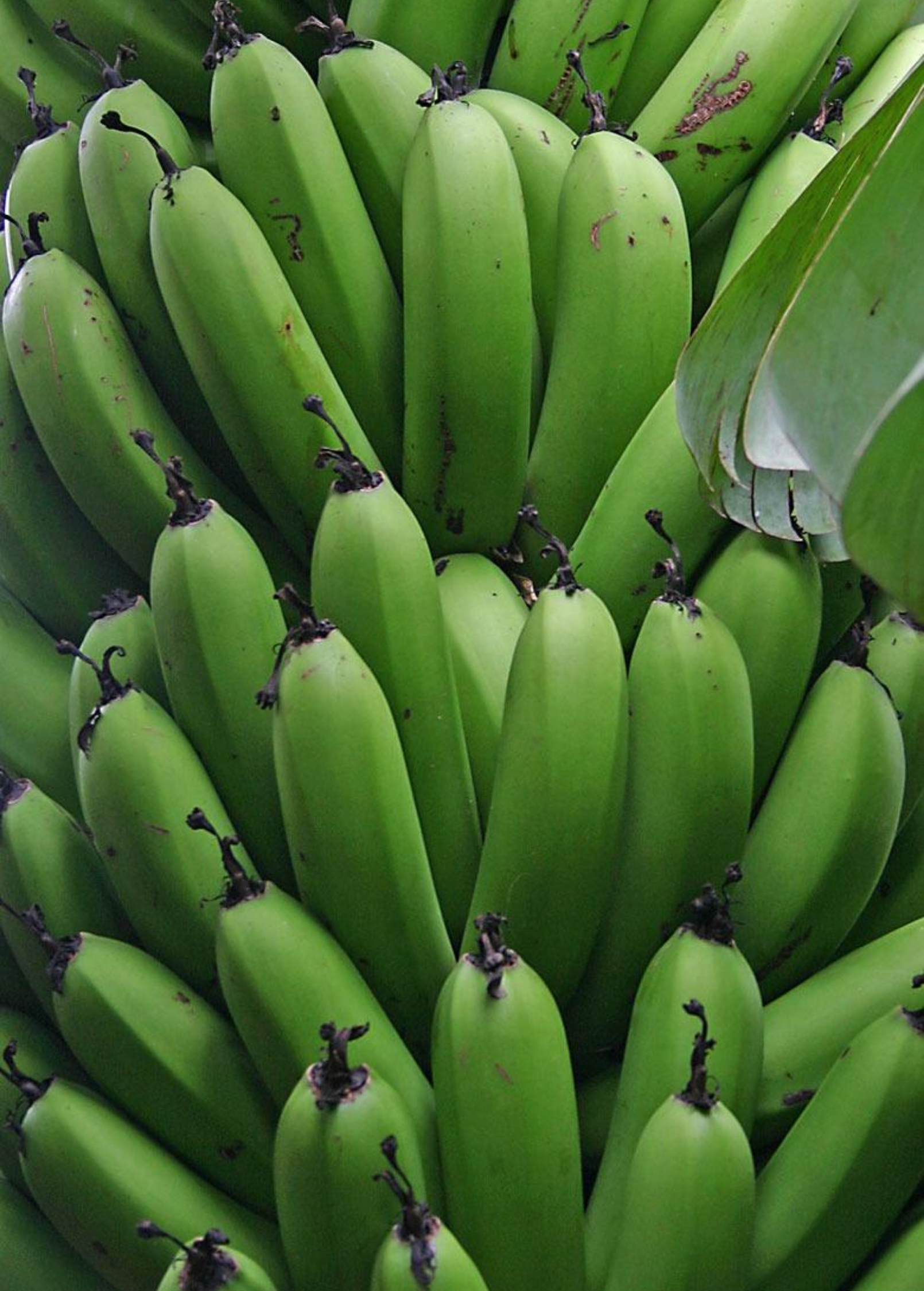 Two small Sow Exotic Banana 'Gran Nain' Musa acuminata tropical fruit trees in peat pots, ready for planting.