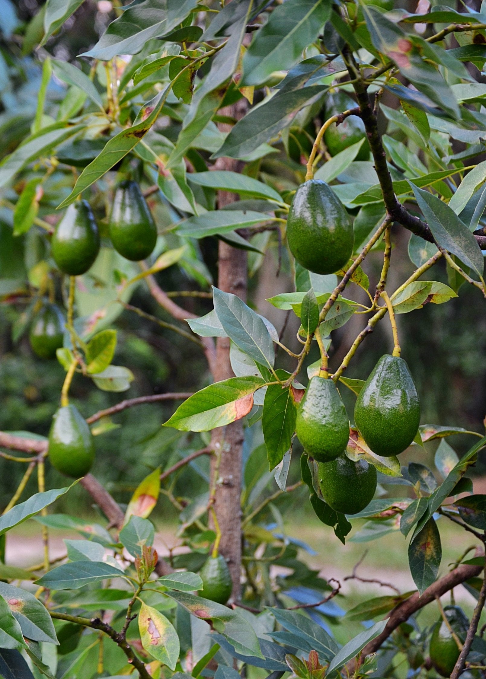 Large avocado 'Brogdon' tropical fruit tree in burlap pot by Sow Exotic, showcasing lush green foliage and healthy branches.