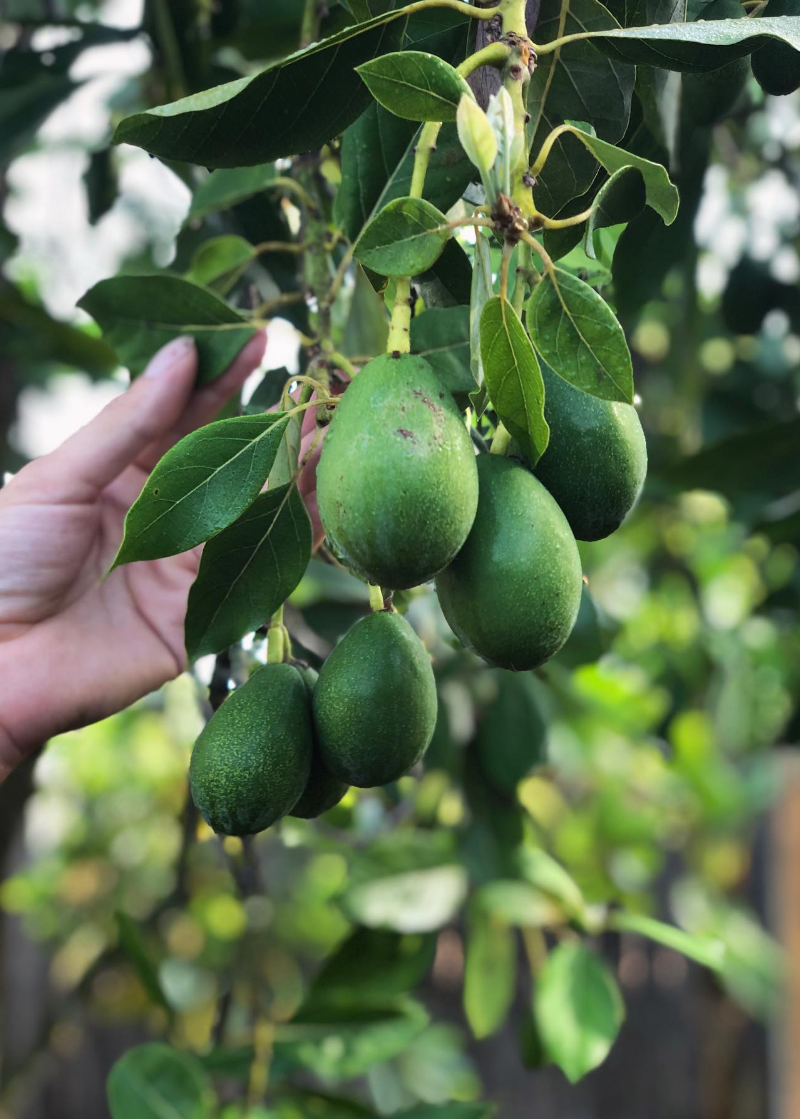 Large burlap pot with Sow Exotic Avocado 'Joey' tropical fruit tree, Persea americana, showcasing lush green foliage and healthy growth.