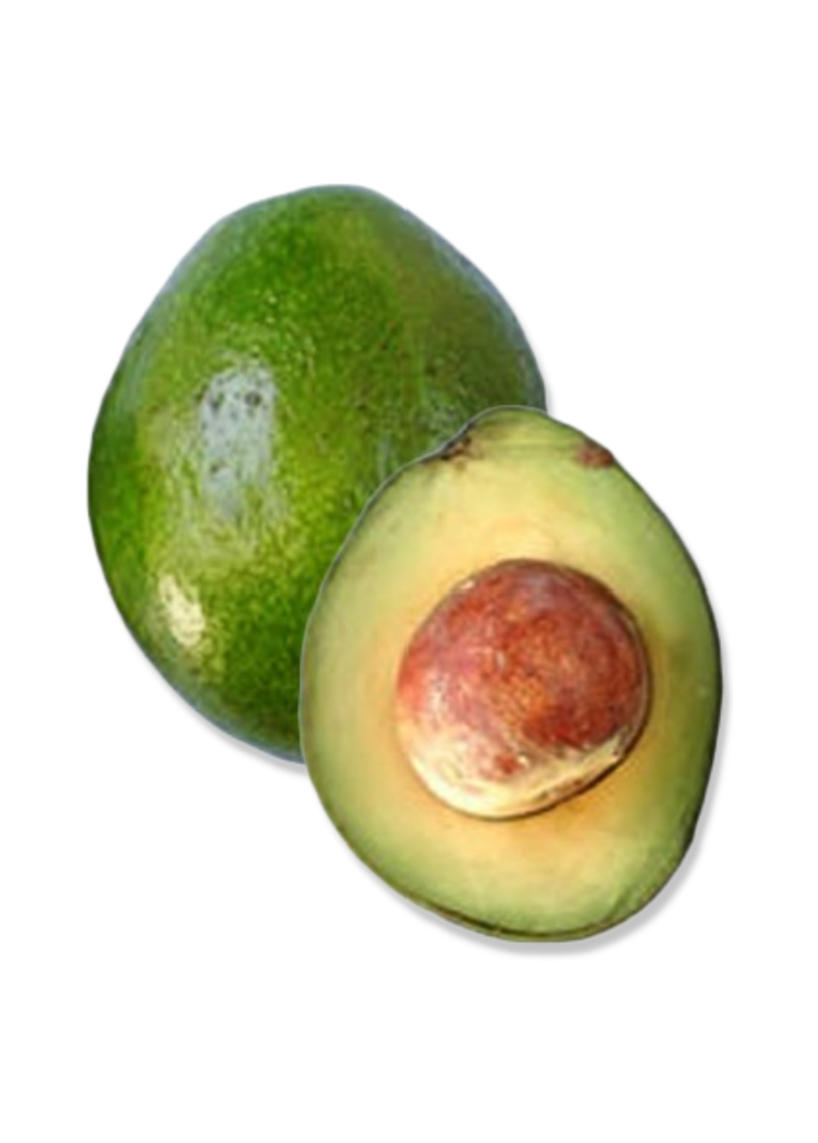 Large avocado 'Monroe' tropical fruit tree in burlap pot from Sow Exotic, showcasing lush green foliage and healthy growth.