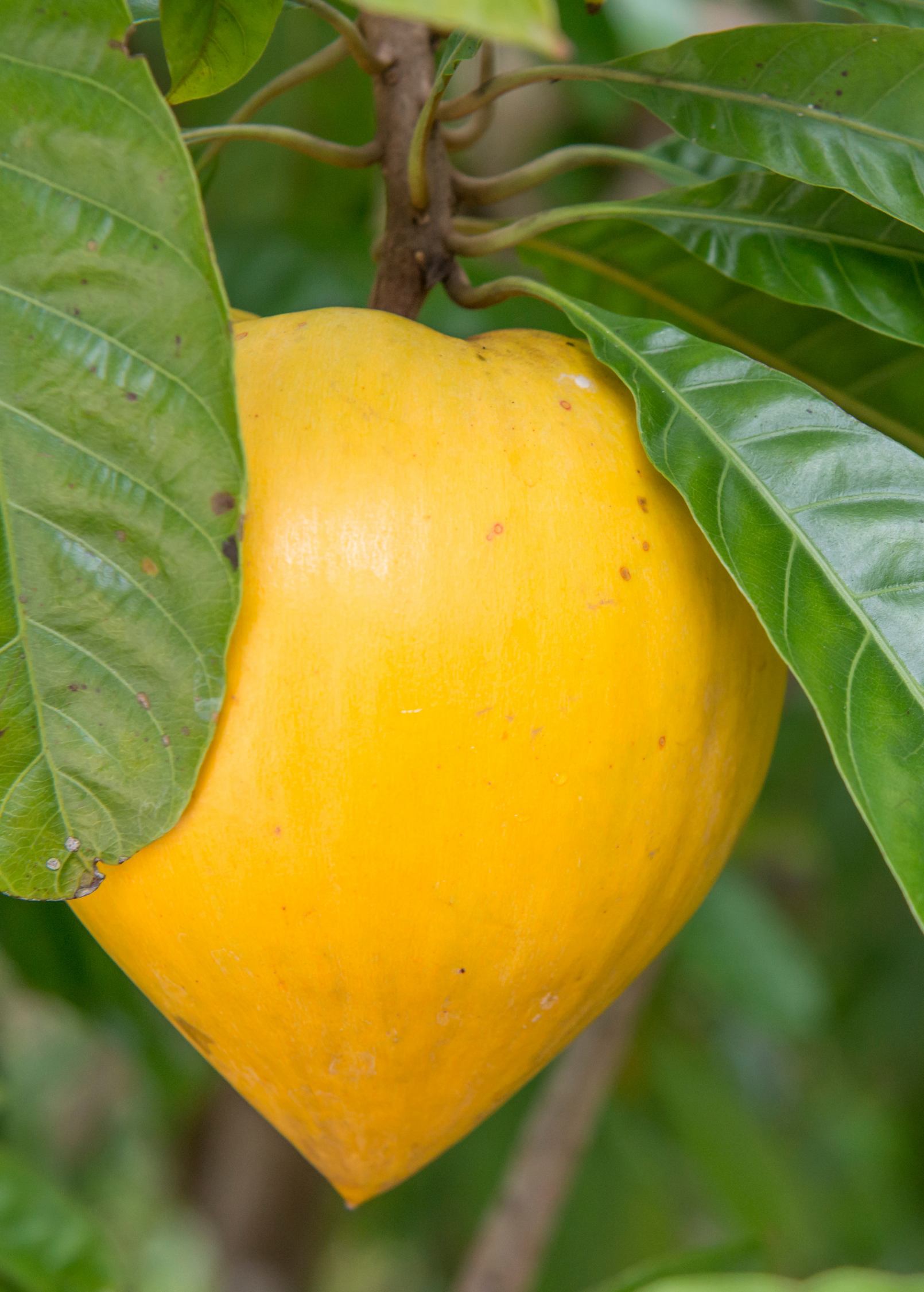 Large burlap pot with Sow Exotic Canistel 'Oro' tropical fruit tree, showcasing lush green foliage and healthy growth.