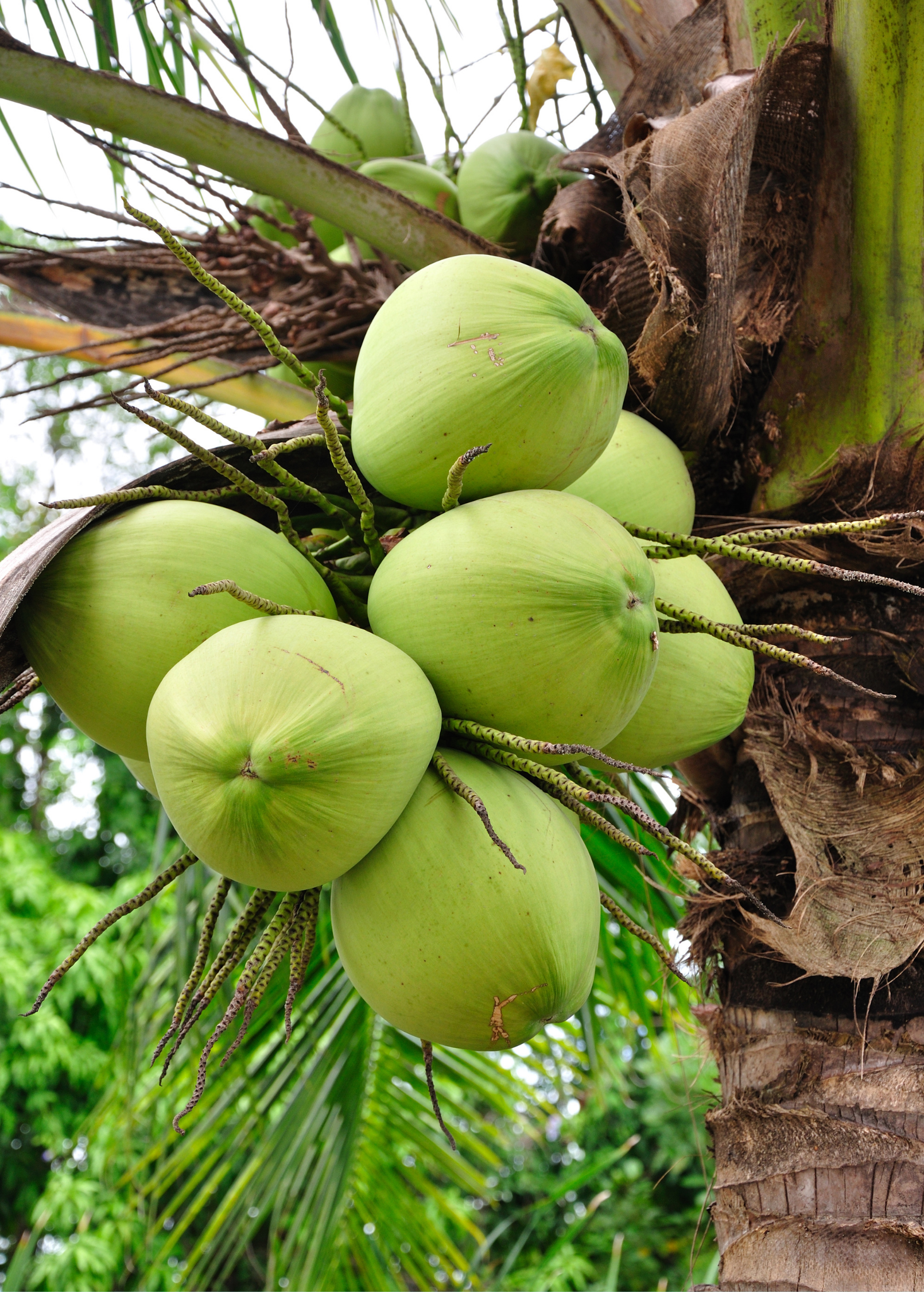Large coconut palm tree in burlap pot, tropical fruit tree by Sow Exotic, with lush green fronds and a sturdy trunk.