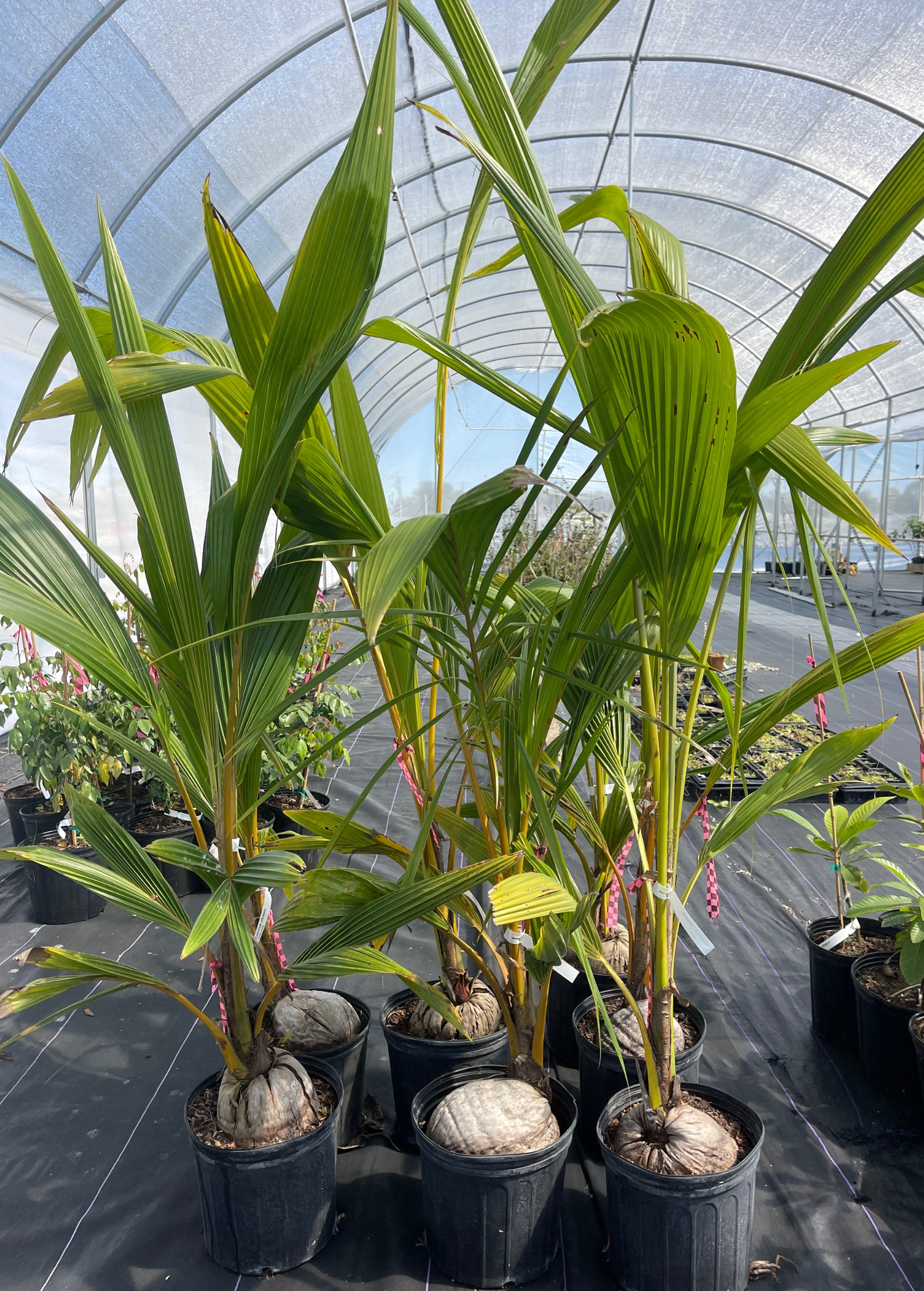 Large coconut palm tree in burlap pot, tropical fruit tree from Sow Exotic, with lush green fronds and textured trunk.