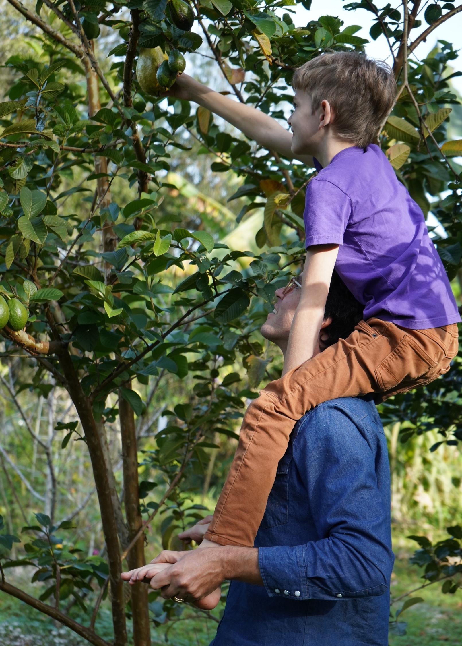 Large wild Florida guava tropical fruit tree in burlap pot by Sow Exotic, showcasing lush green foliage and healthy growth.