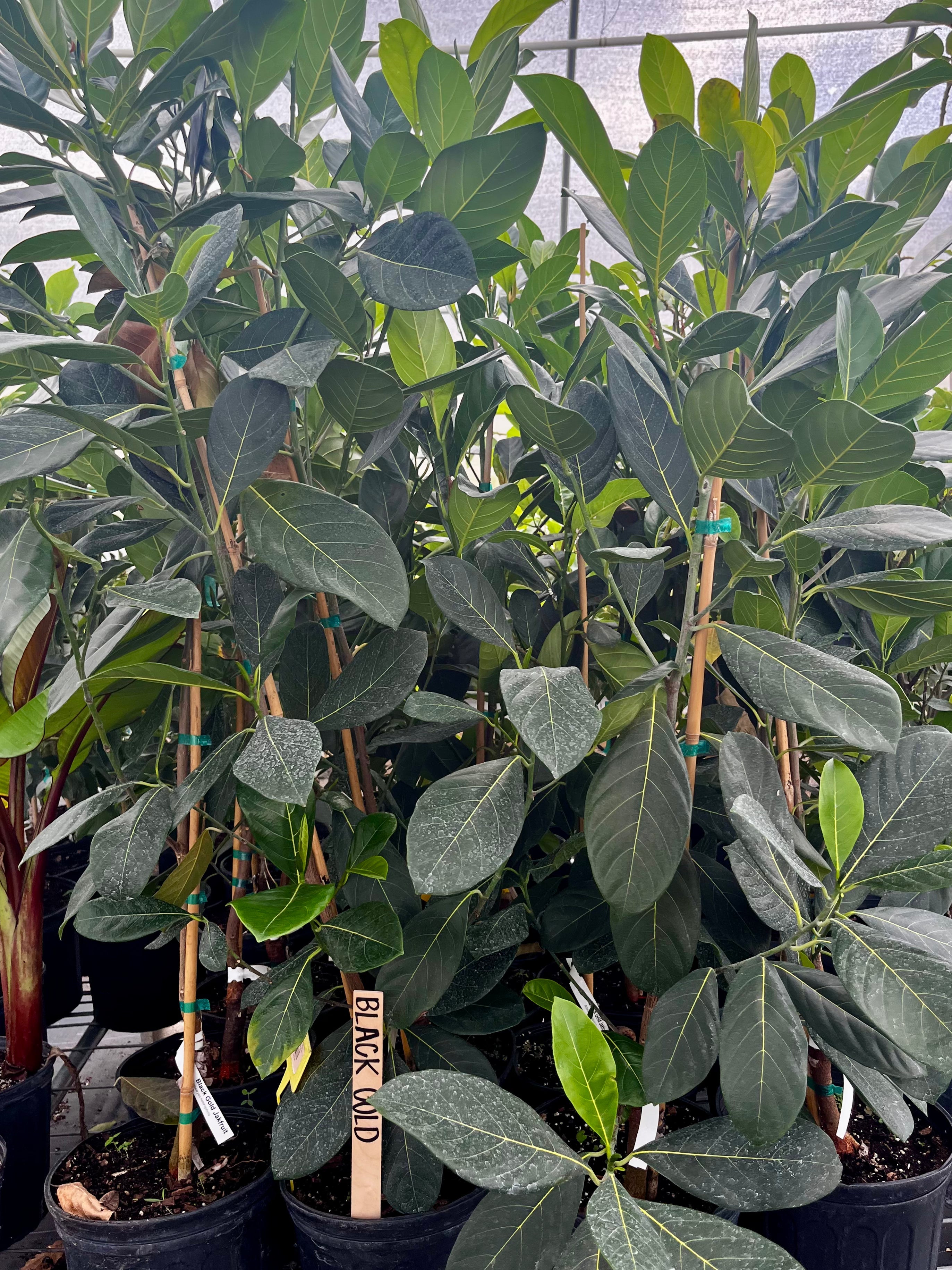 Large burlap pot with Sow Exotic Black Gold jackfruit tree (Artocarpus heterophyllus), tropical fruit tree with lush green foliage.