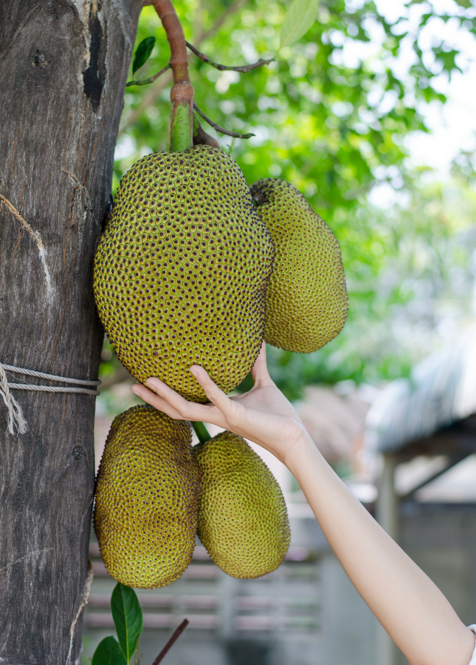 Large burlap pot with Sow Exotic Jackfruit 'Black Gold' tropical fruit tree, showcasing lush green foliage and healthy growth.