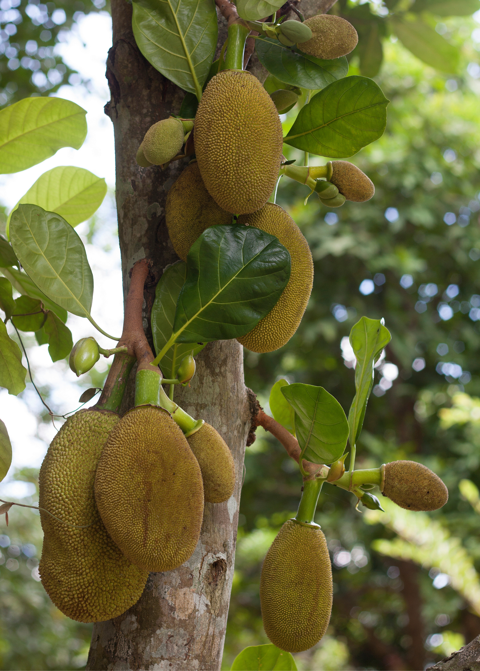 Large burlap pot with Sow Exotic Jackfruit 'Crunchy' tropical fruit tree, showing lush green foliage and healthy growth.