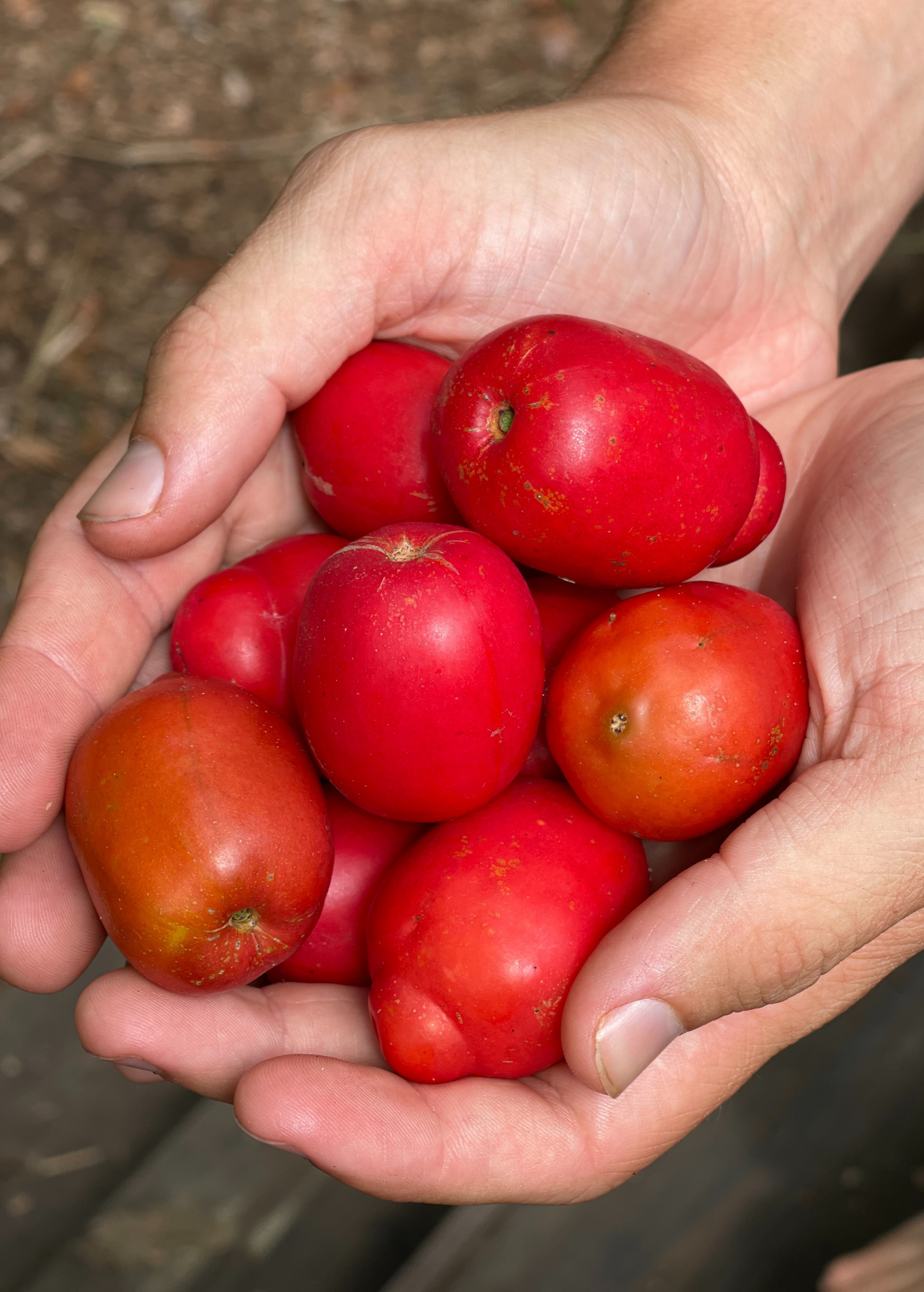 Red Jocote tropical fruit tree in large burlap pot by Sow Exotic, showcasing vibrant foliage and healthy growth.