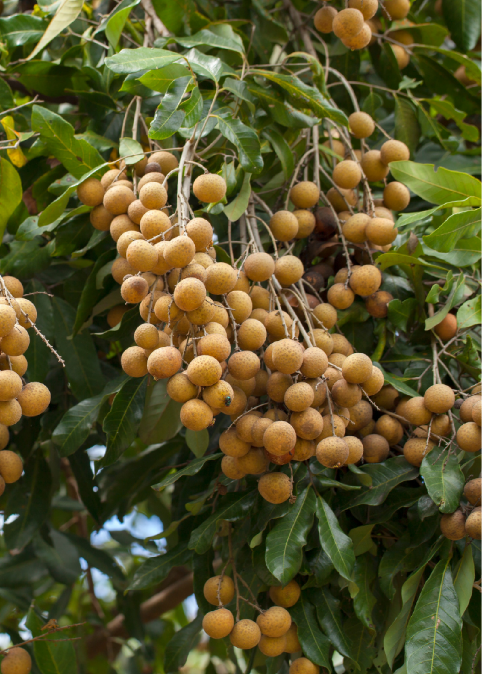 Large burlap pot with Sow Exotic Longan 'Biew Kiew' tropical fruit tree, showcasing lush green foliage and healthy branches.