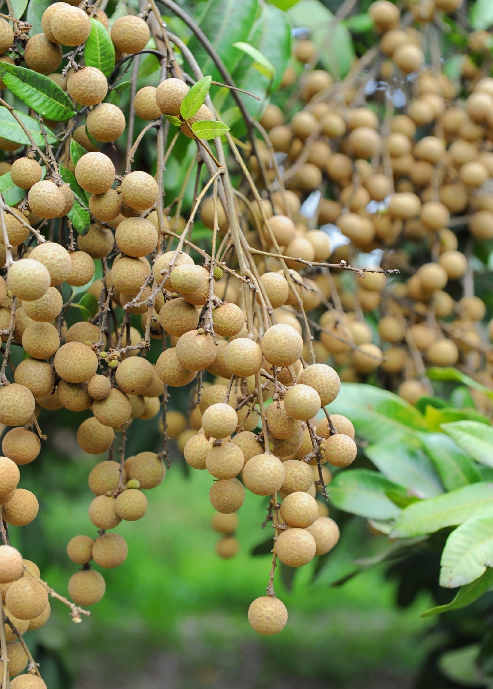 Large burlap pot with a Kohala Longan tropical fruit tree from Sow Exotic, showing lush green foliage and healthy branches.
