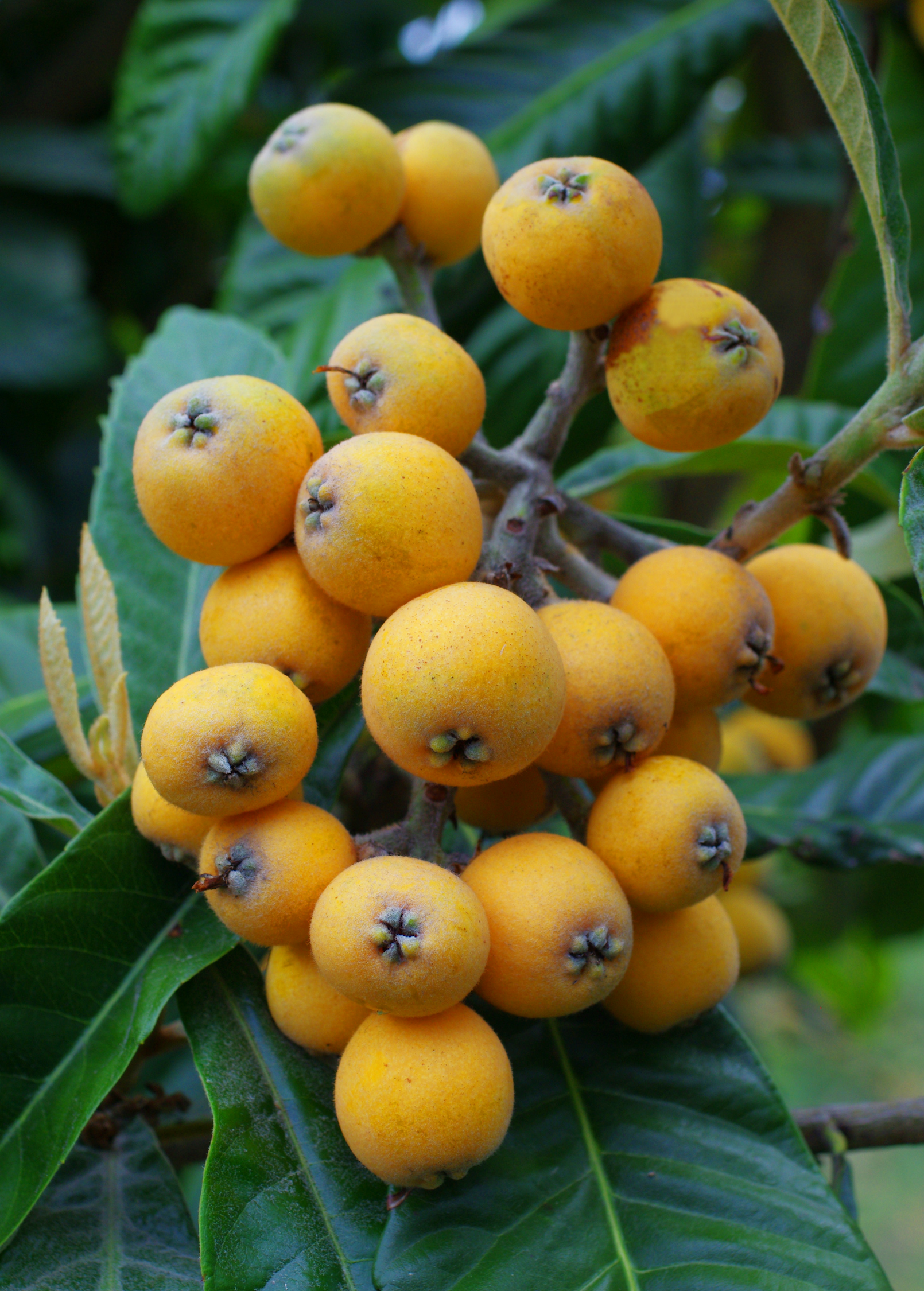 Large burlap pot with a lush Loquat 'Christmas' tropical fruit tree by Sow Exotic, showcasing glossy green leaves and developing fruit.