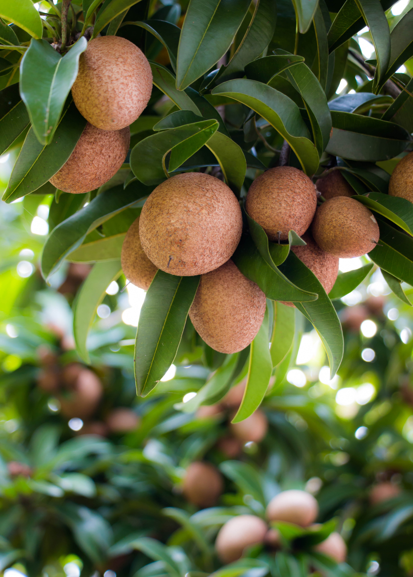 Large burlap pot with Sapodilla 'Makok' tropical fruit tree by Sow Exotic, showcasing lush green foliage and healthy growth.