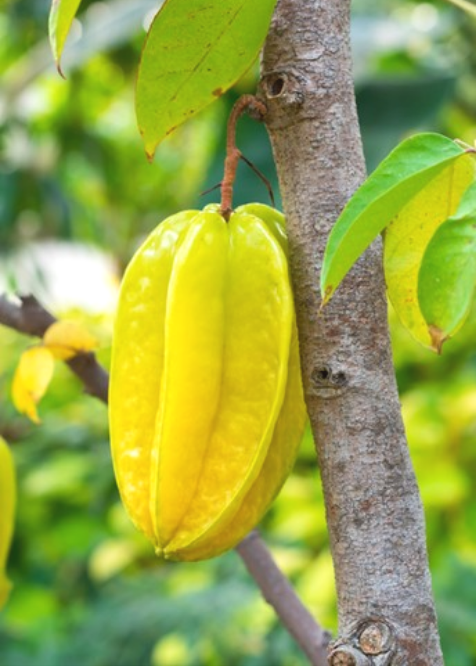 Large star fruit 'Kari' tree in burlap pot by Sow Exotic, showcasing lush green foliage and star-shaped fruit on a tropical tree.