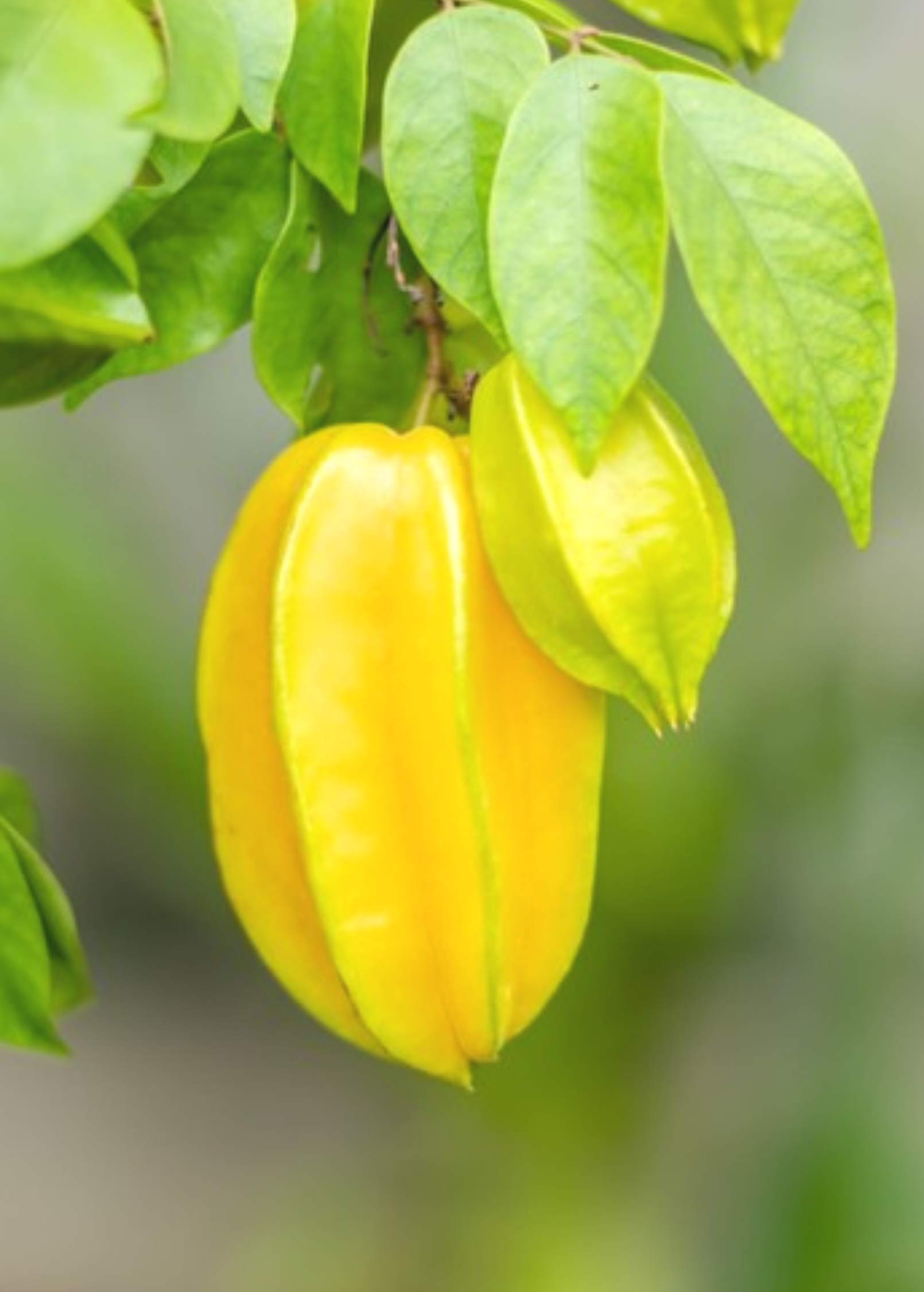 Large star fruit 'Sri Kembangan' tropical fruit tree in burlap pot by Sow Exotic, showcasing lush green star-shaped fruit and foliage.