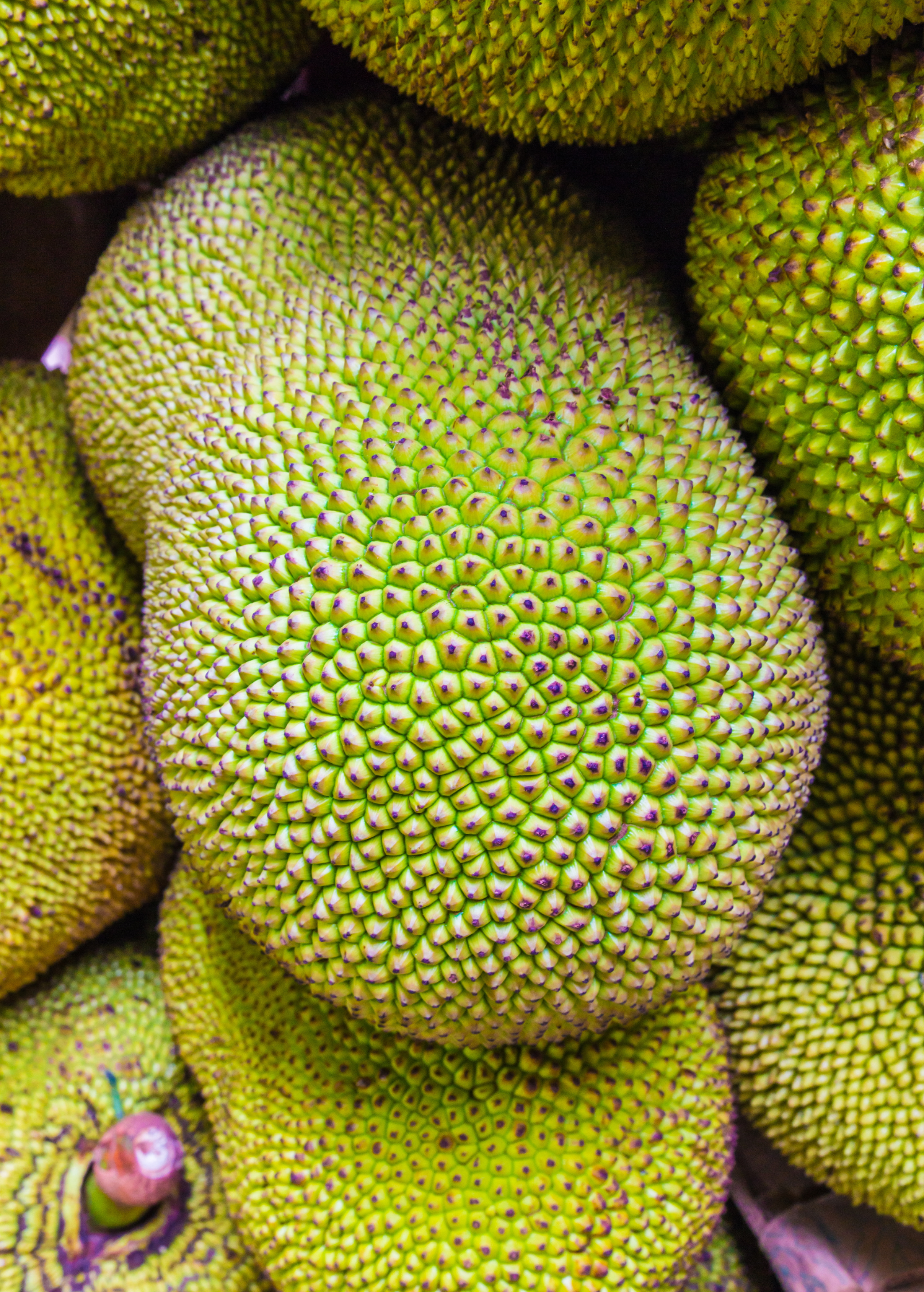 Large nursery pot with a 3-4 ft Jackfruit 'Orange Crush' tropical fruit tree by Sow Exotic, featuring lush green foliage.