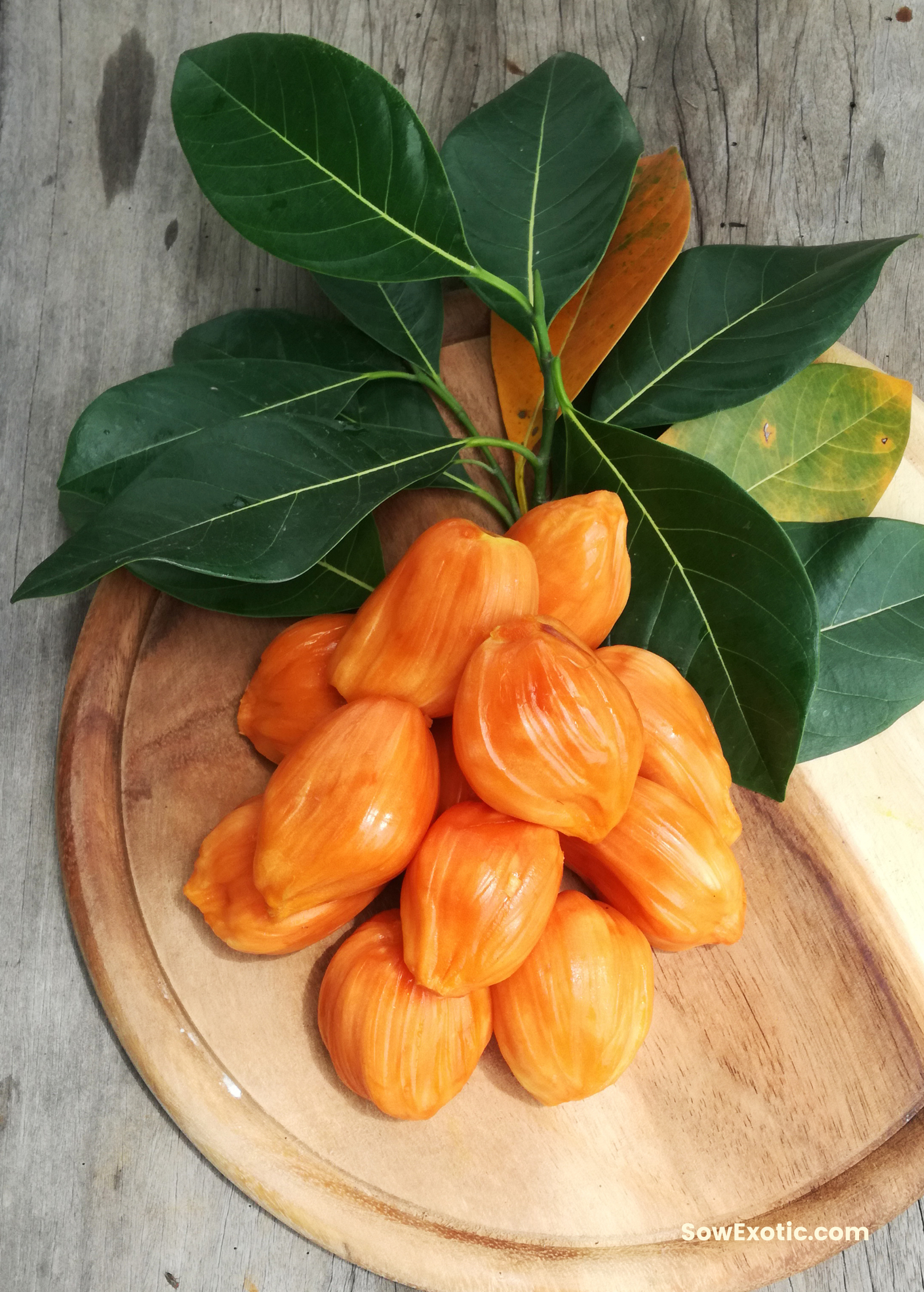 Large nursery pot of Sow Exotic Jackfruit ‘Orange Crush’ tropical fruit tree, featuring lush green leaves and healthy growth.