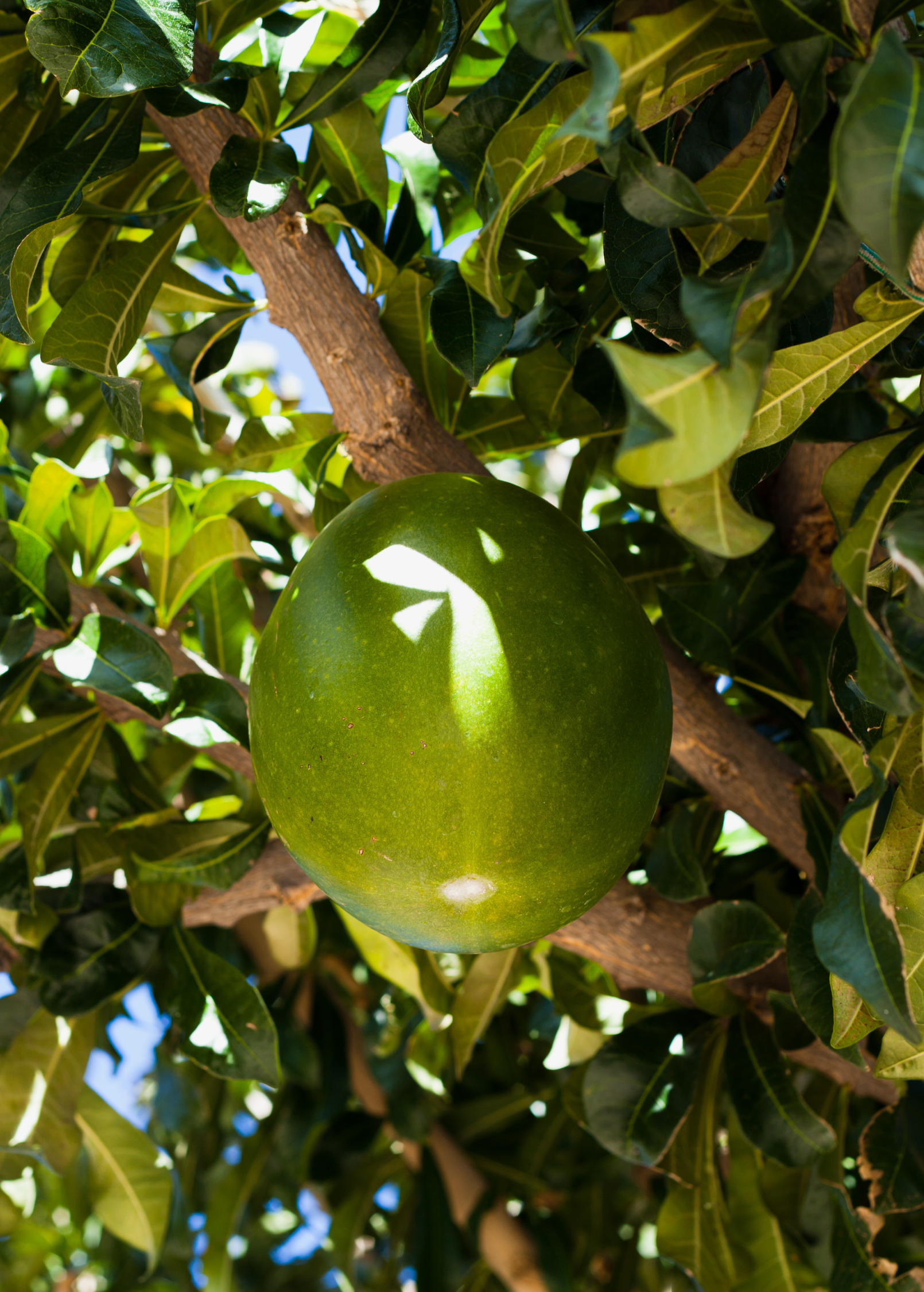 Large Sow Exotic Abiu tropical fruit tree in nursery pot, showcasing lush green foliage and healthy growth.