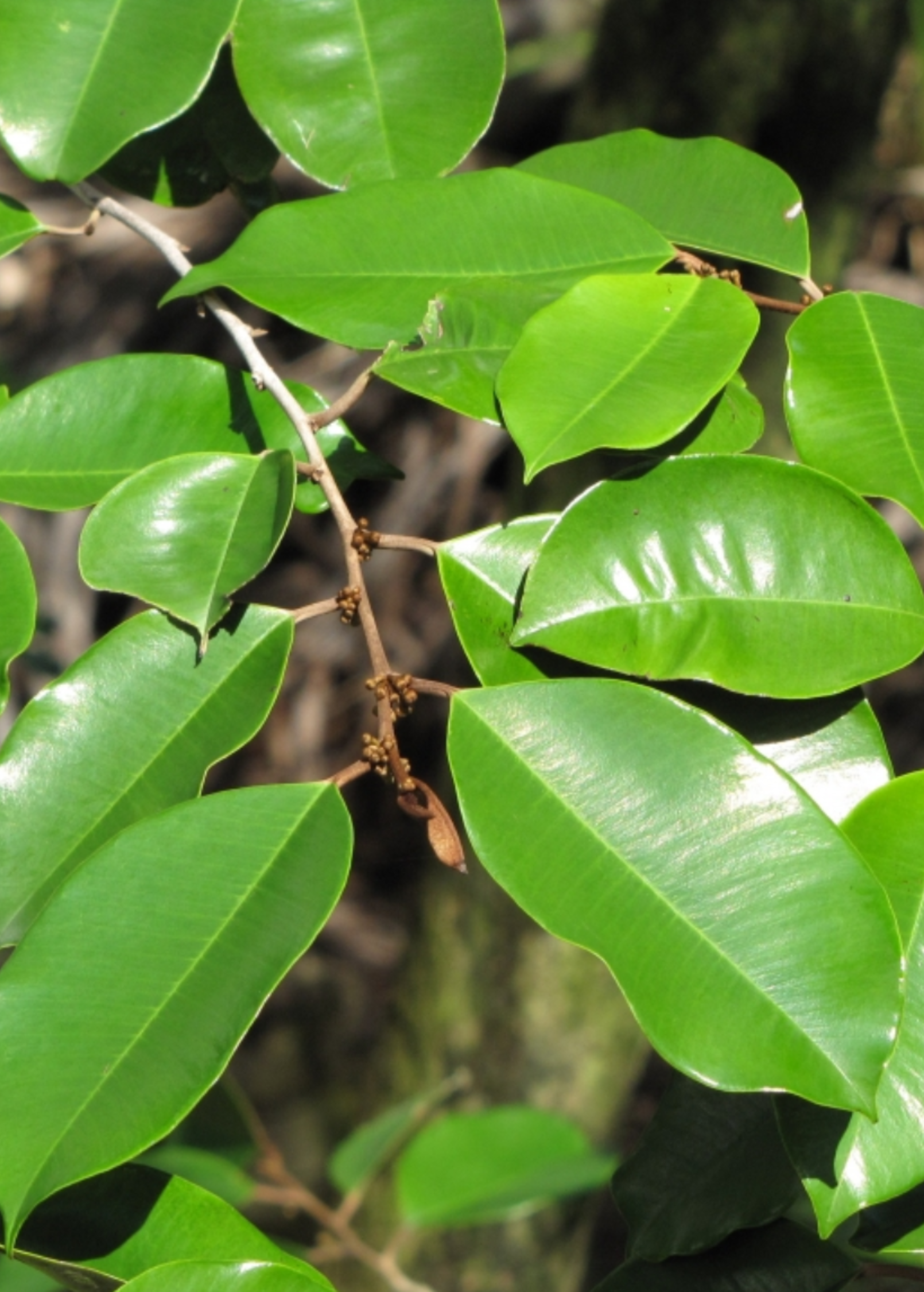 Large nursery pot with a Caimitito satin leaf tropical fruit tree, showcasing lush green leaves and healthy growth.