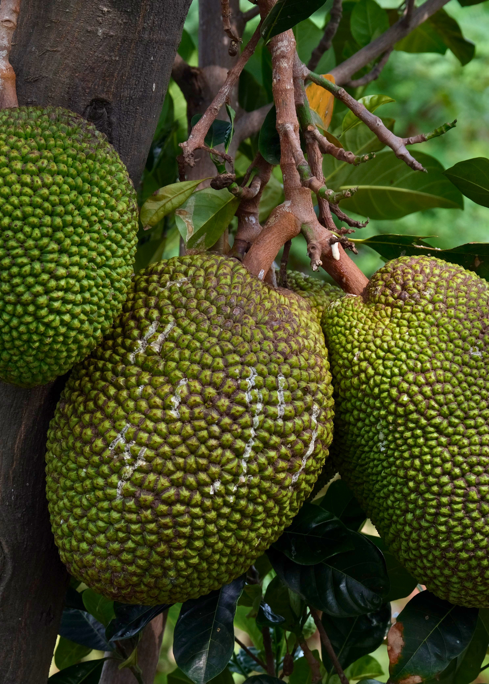 Large nursery pot of Sow Exotic Jackfruit Borneo tropical fruit tree, showing lush green foliage and healthy growth.