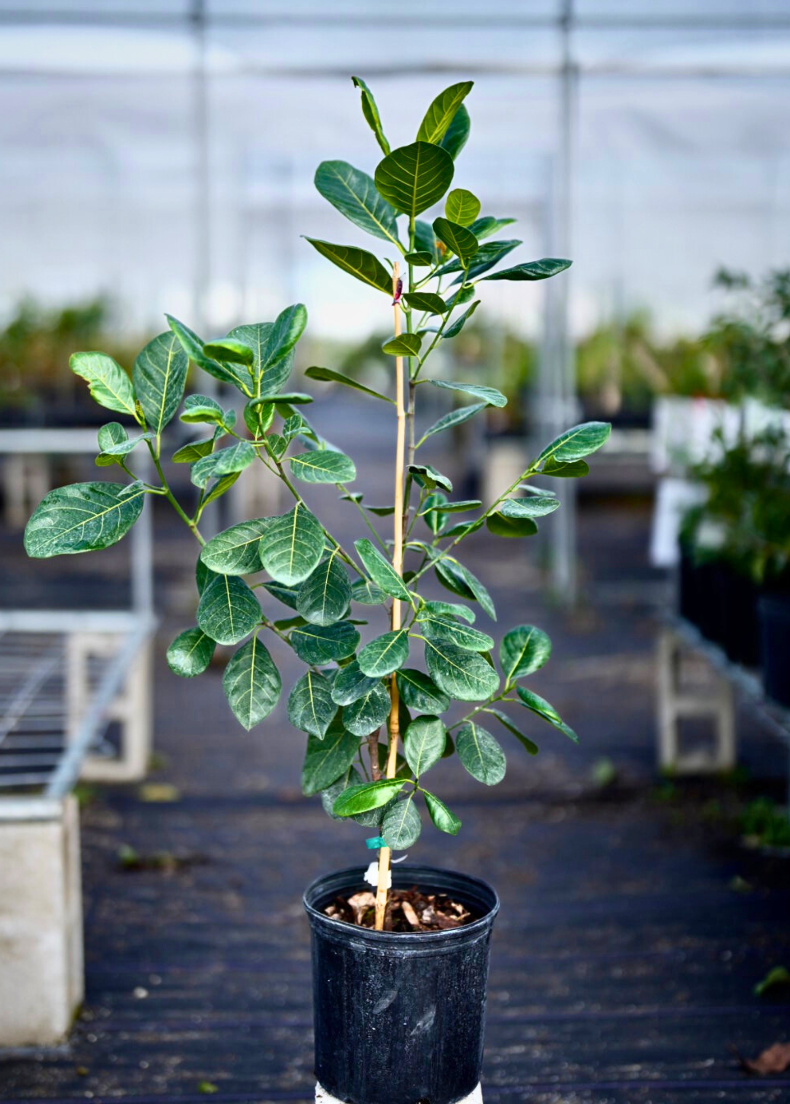 Large nursery pot of Sow Exotic Jackfruit 'Cheena' tropical fruit tree with lush green leaves and sturdy trunk.