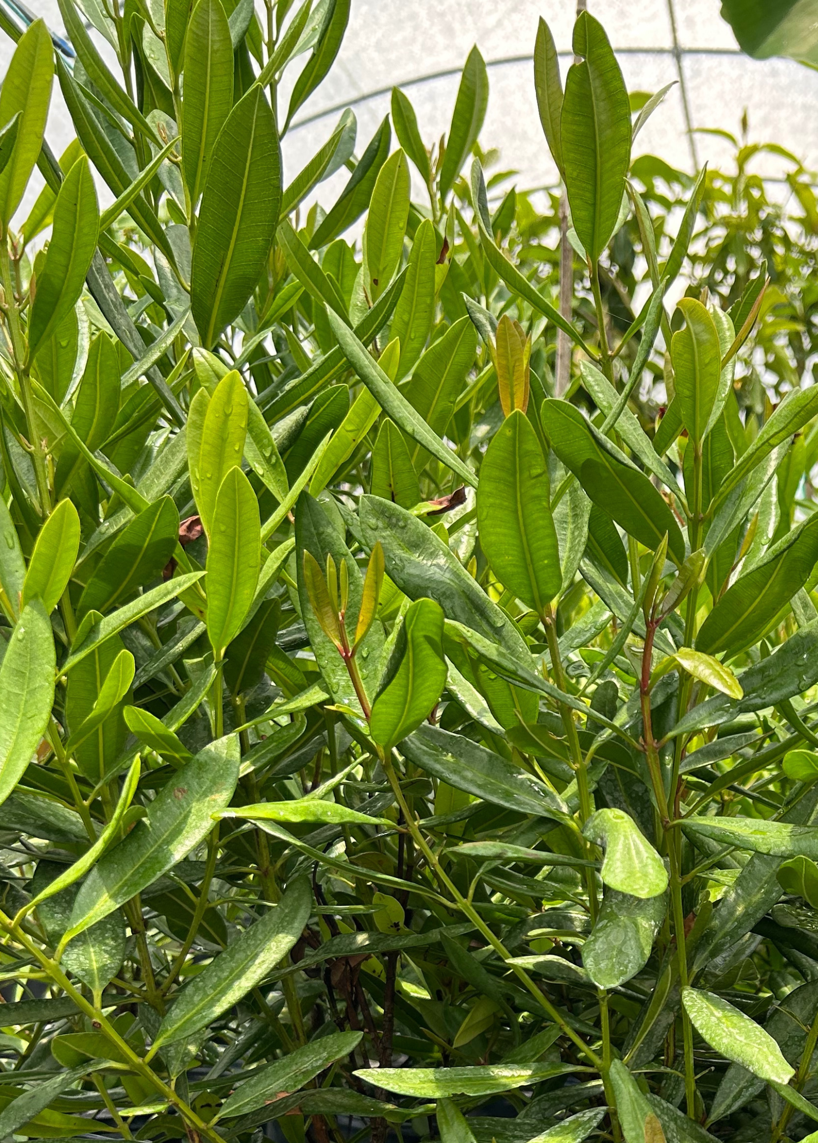 Large nursery pot of Lemon Bay Rum tropical fruit tree by Sow Exotic, featuring lush green foliage and a healthy growth habit.