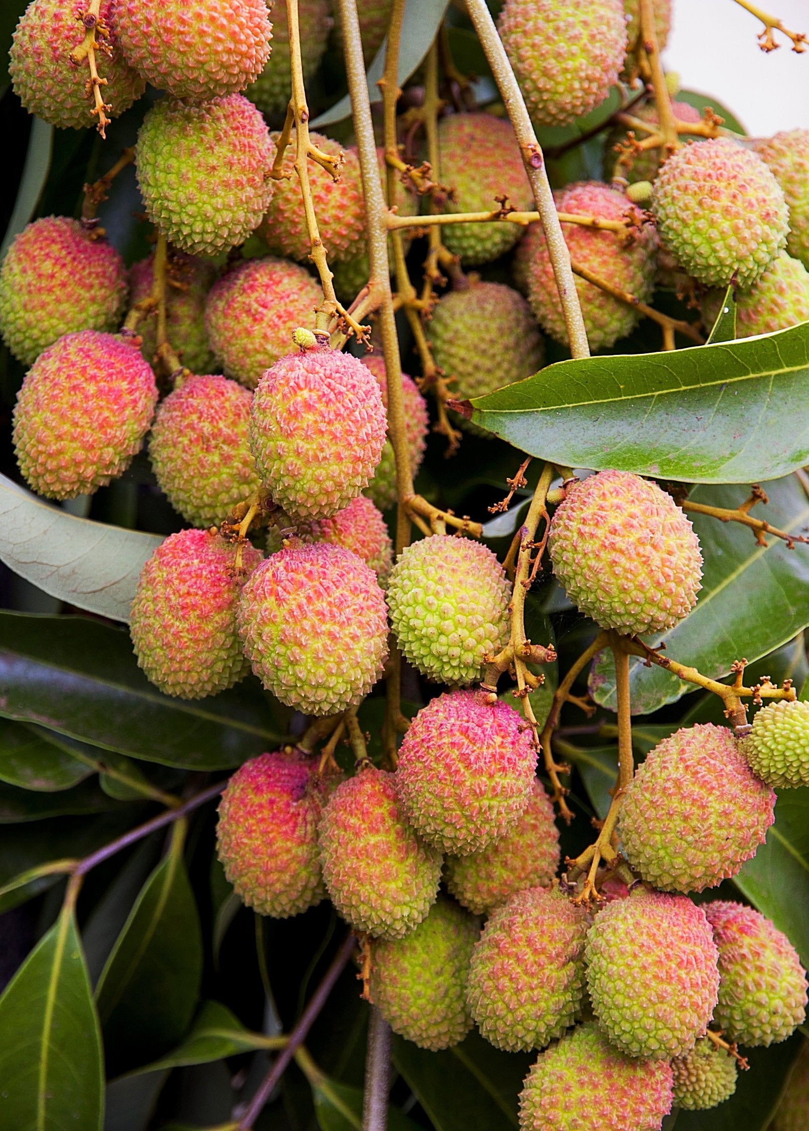 Large nursery pot with Lychee Mauritius tropical fruit tree, showcasing lush green foliage and healthy growth.