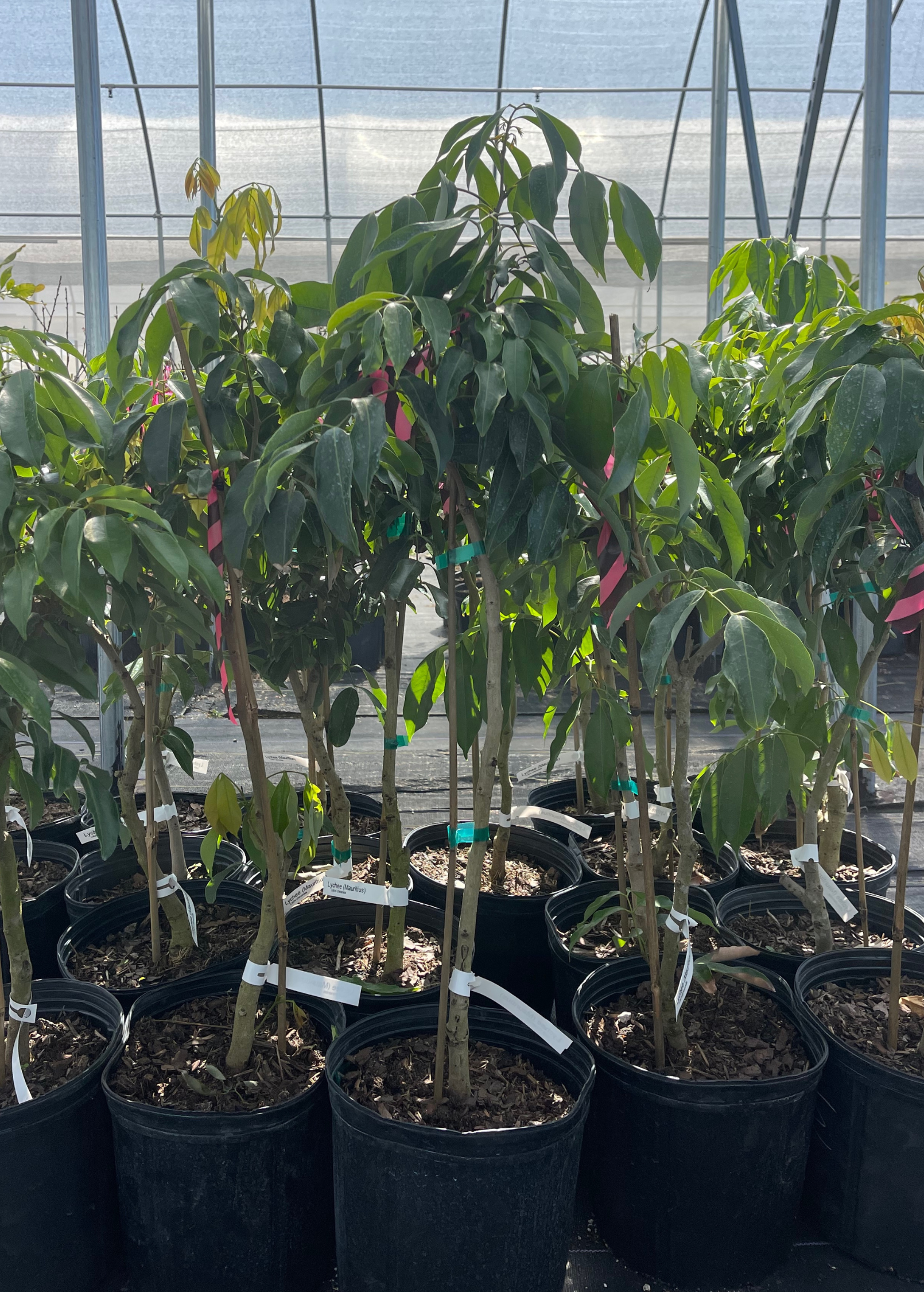 Large nursery pot of Sow Exotic Lychee Mauritius tropical fruit tree with lush green foliage and young branches.