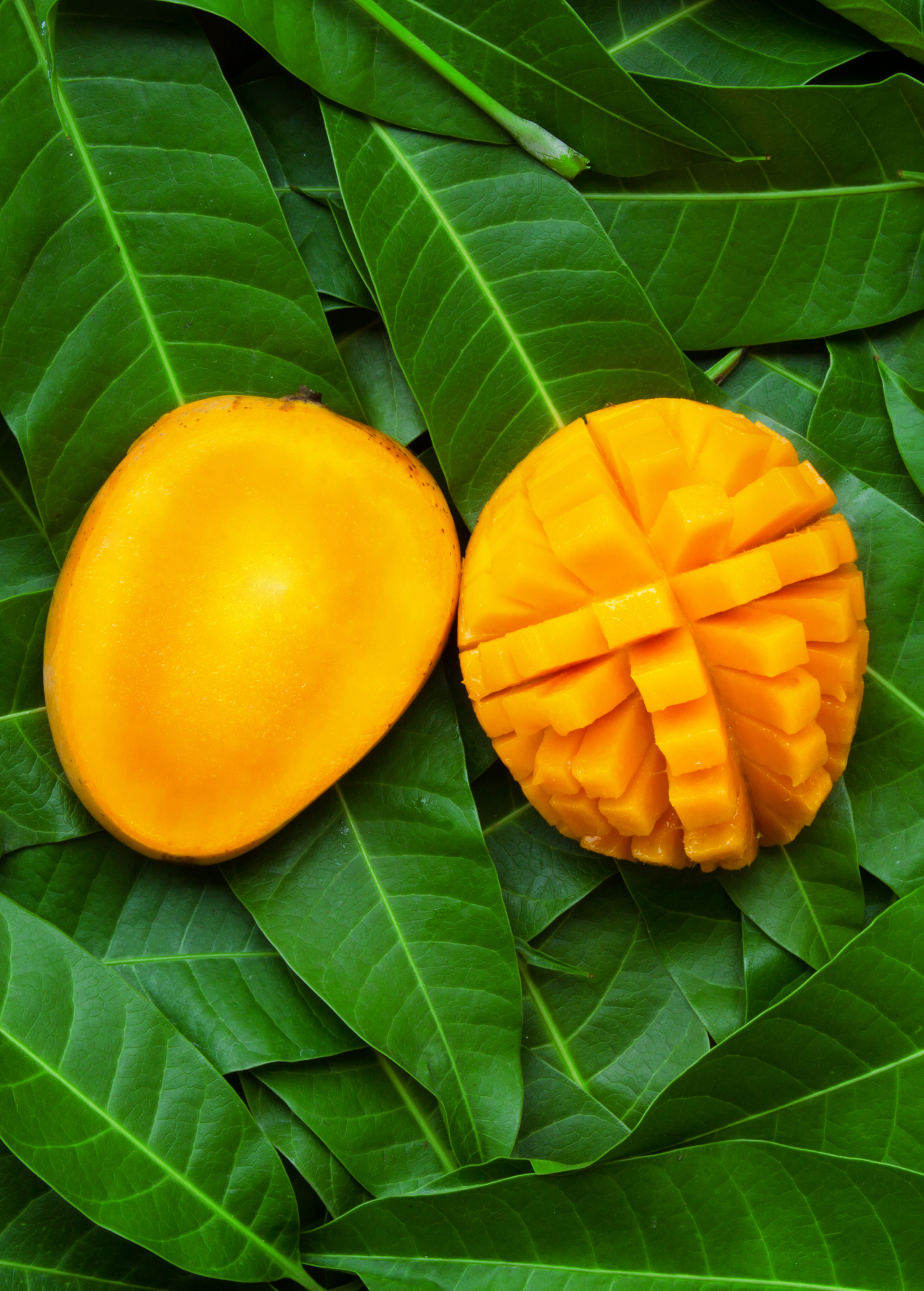 Large nursery pot of Sow Exotic Mango 'Angie' tropical fruit tree, Mangifera indica, with lush green foliage and healthy branches.