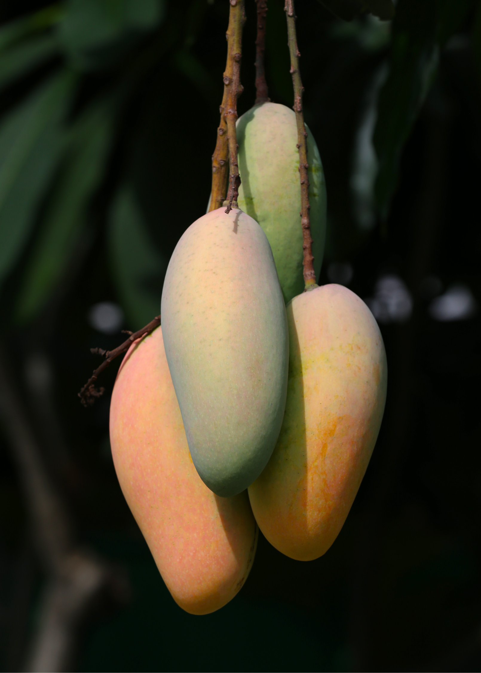 Large nursery pot of Sow Exotic Mango 'Mahachanok' tropical fruit tree, healthy and ready for planting, with lush green foliage.